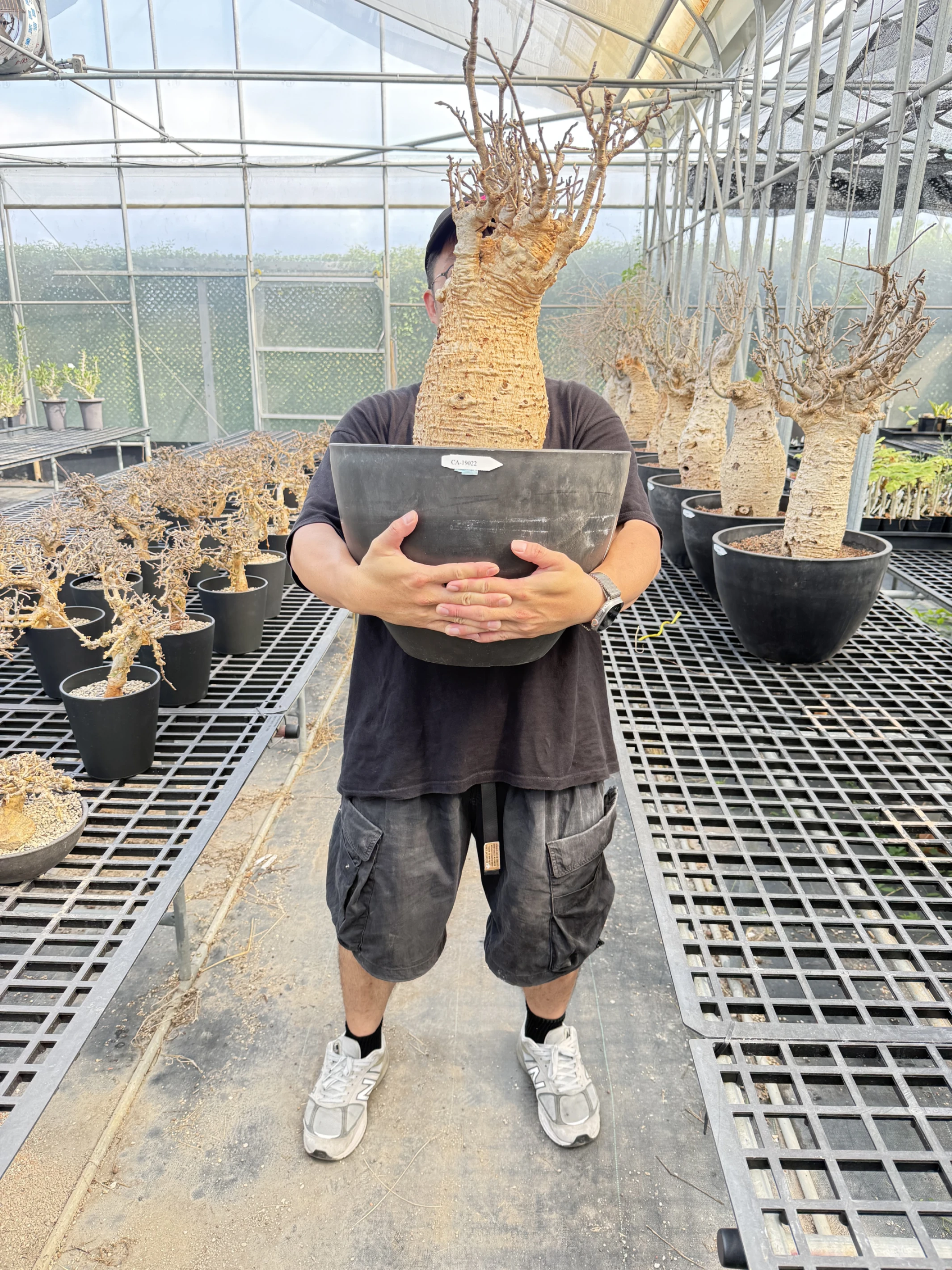 CA-19022 猢猻木 Adansonia digitata 2026-09-15