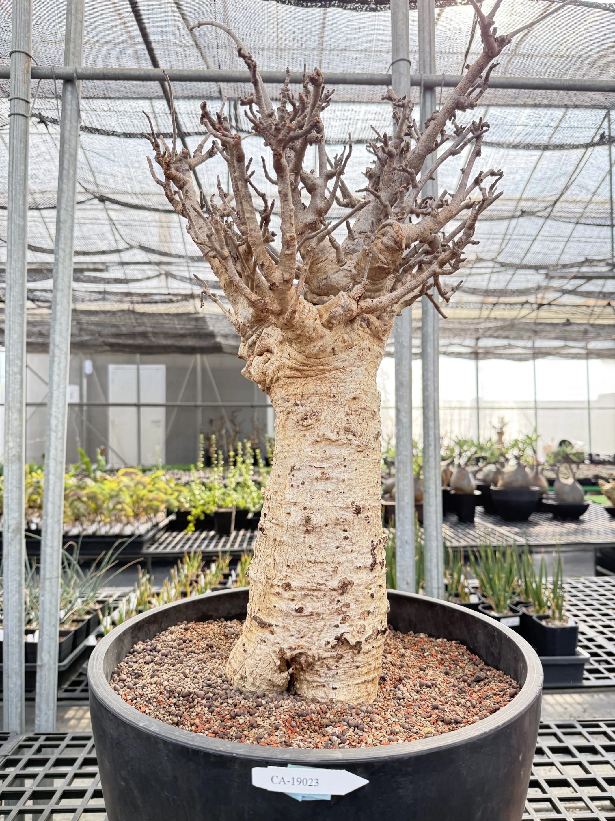 CA-19023 猢猻木 Adansonia digitata 2026-09-15
