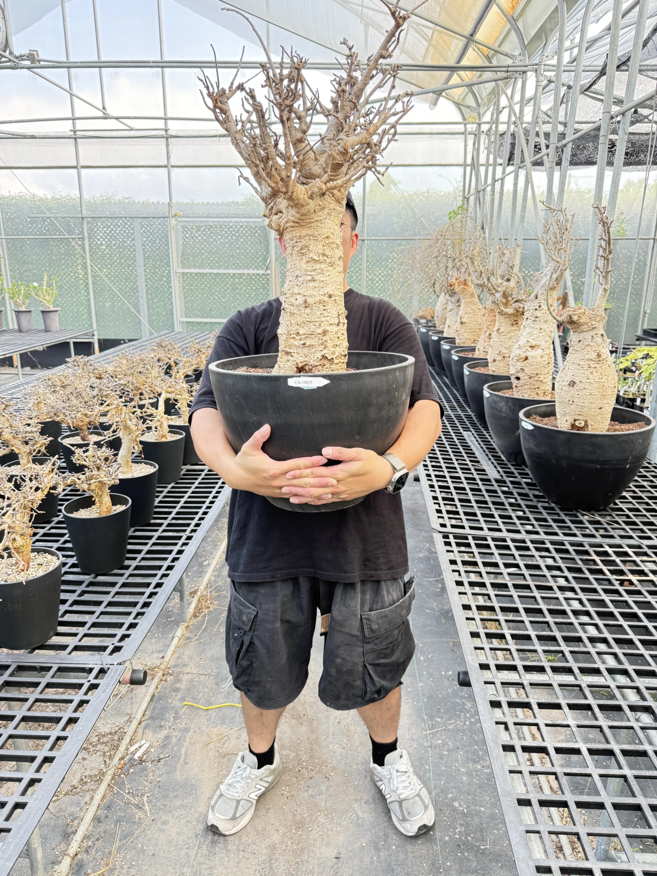 CA-19023 猢猻木 Adansonia digitata 2026-09-15
