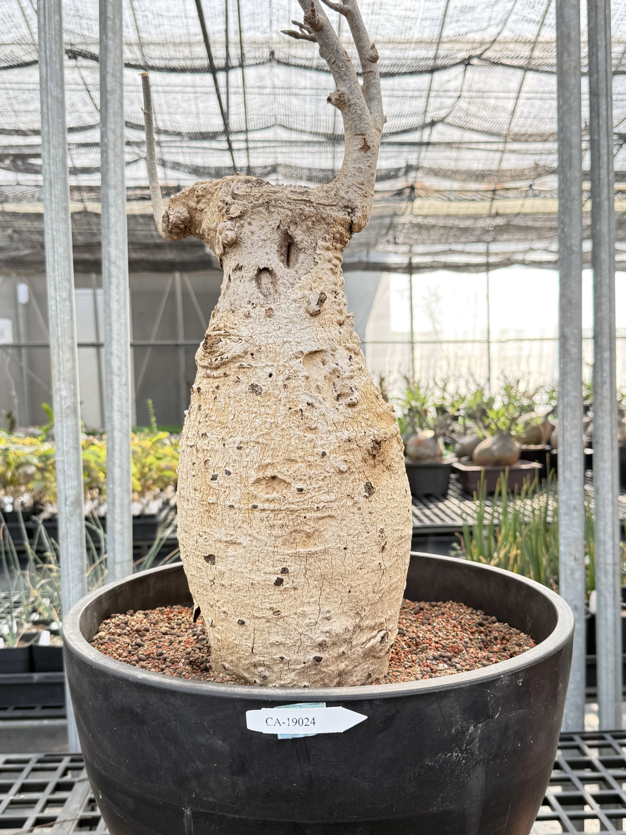 CA-19024 猢猻木 Adansonia digitata 2026-09-15