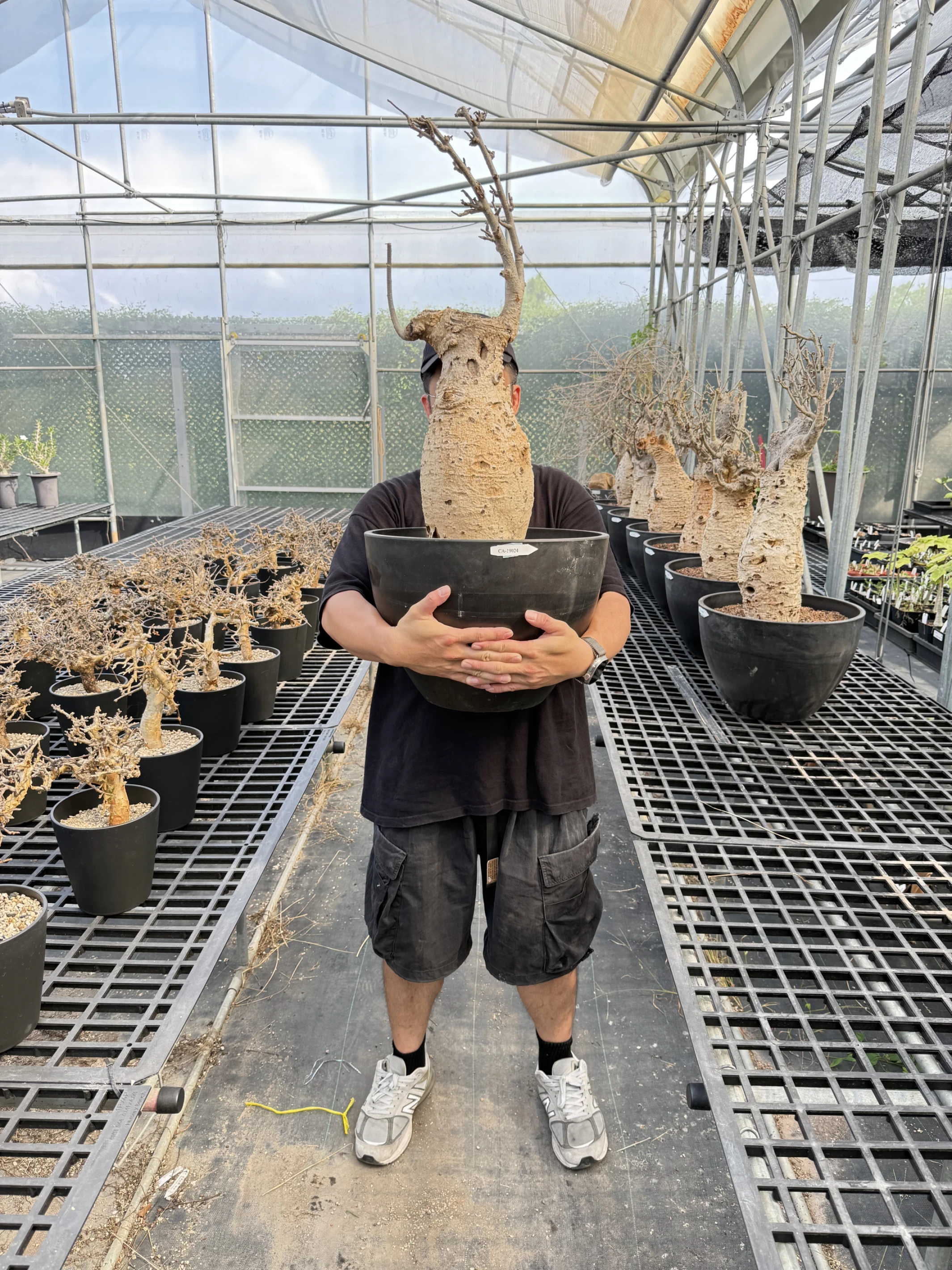 CA-19024 猢猻木 Adansonia digitata 2026-09-15