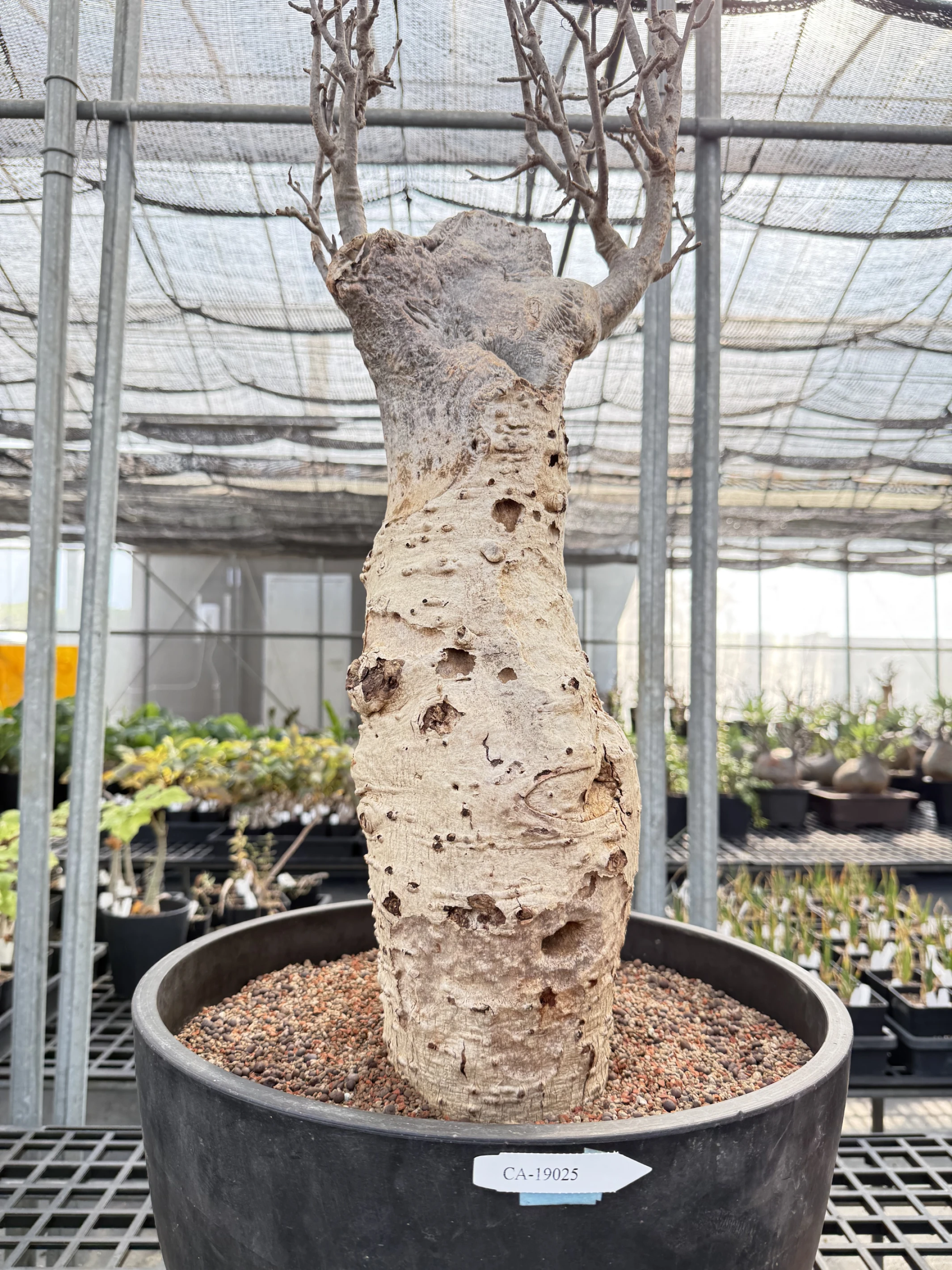 CA-19025 猢猻木 Adansonia digitata 2026-09-15
