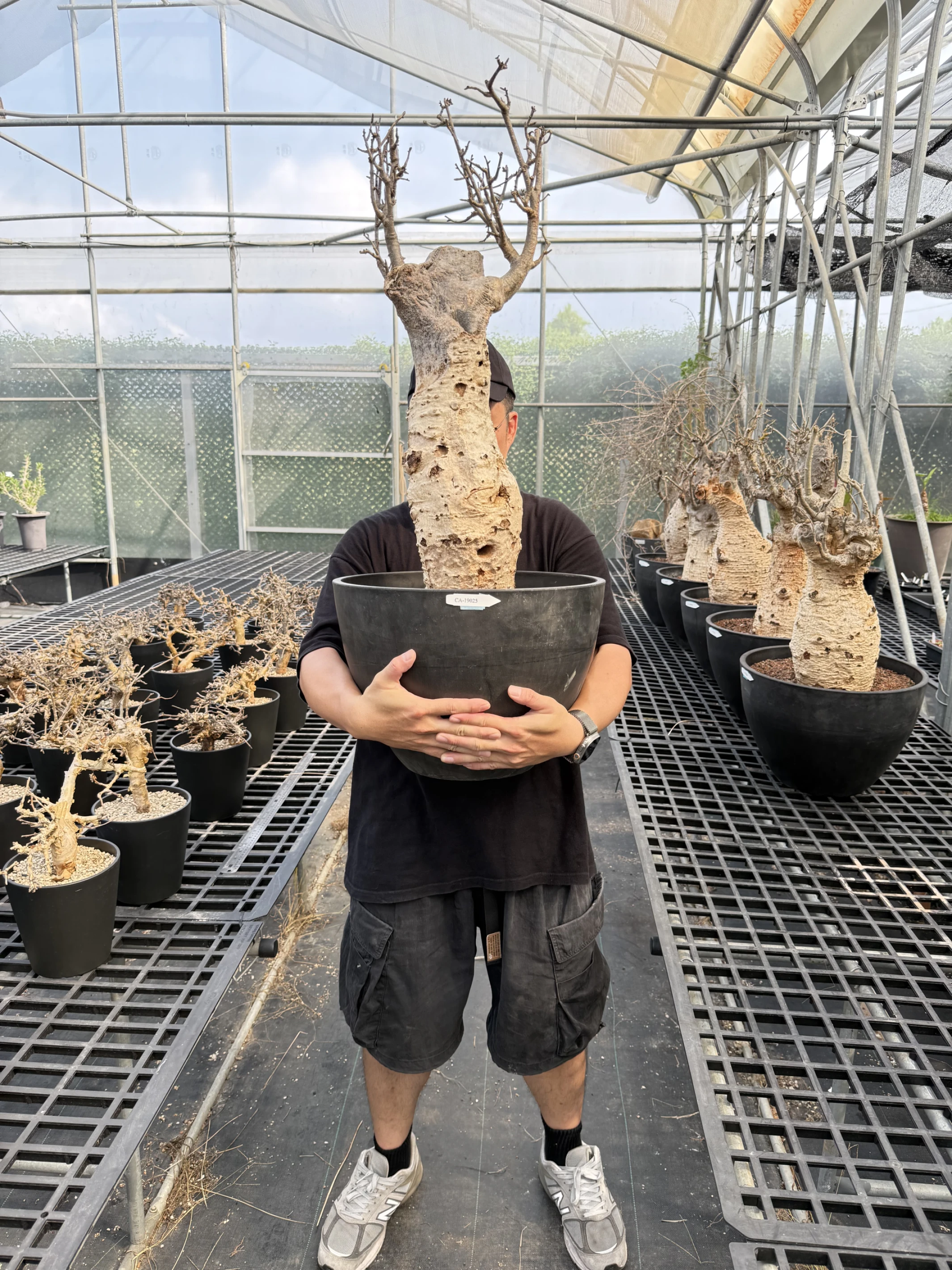 CA-19025 猢猻木 Adansonia digitata 2026-09-15