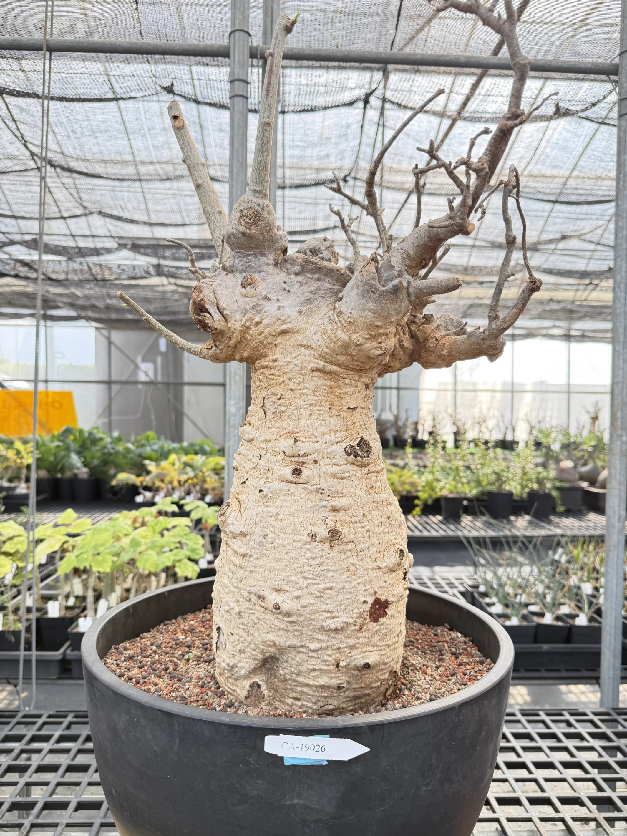 CA-19026 猢猻木 Adansonia digitata 2026-09-15