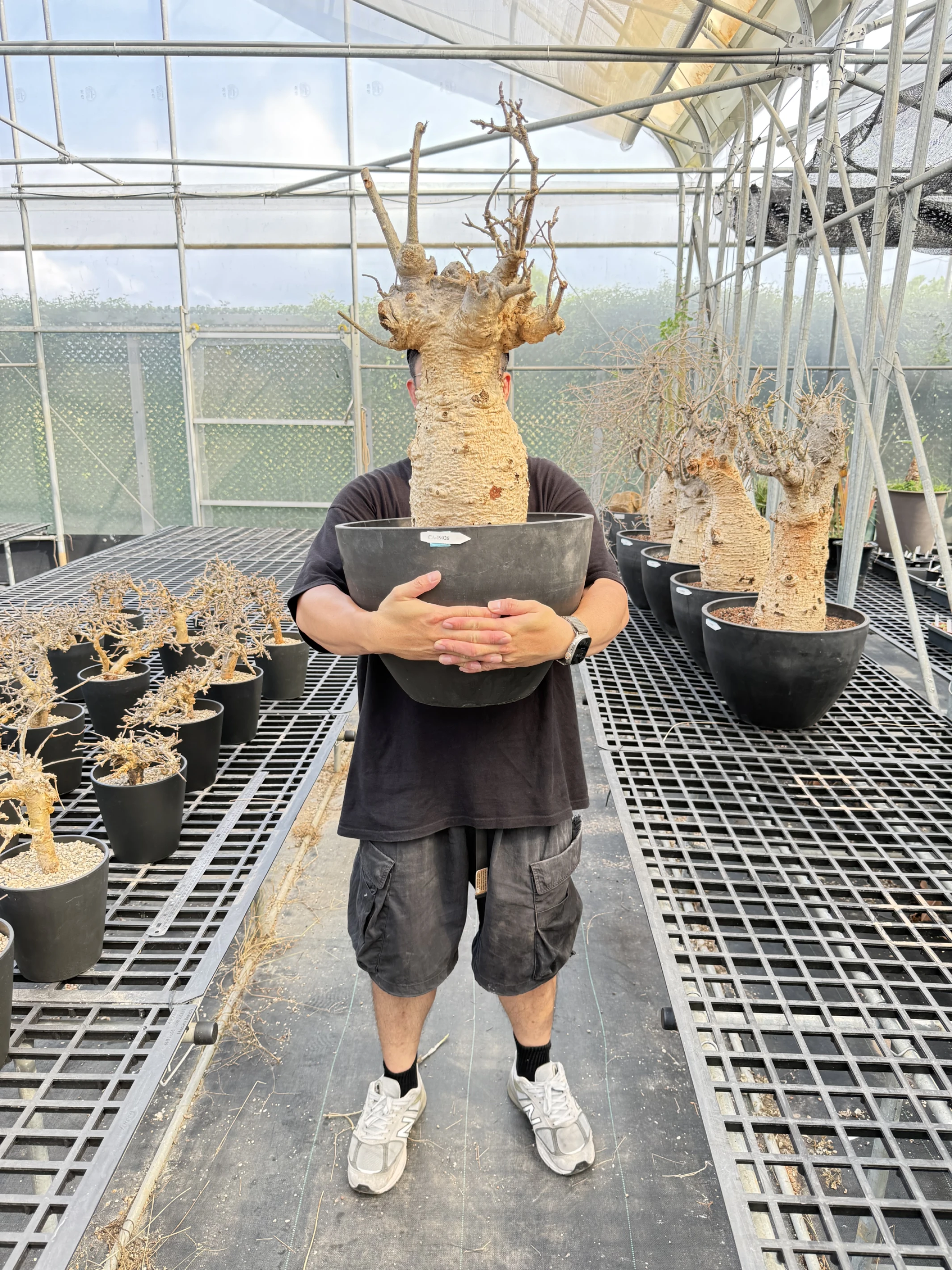 CA-19026 猢猻木 Adansonia digitata 2026-09-15