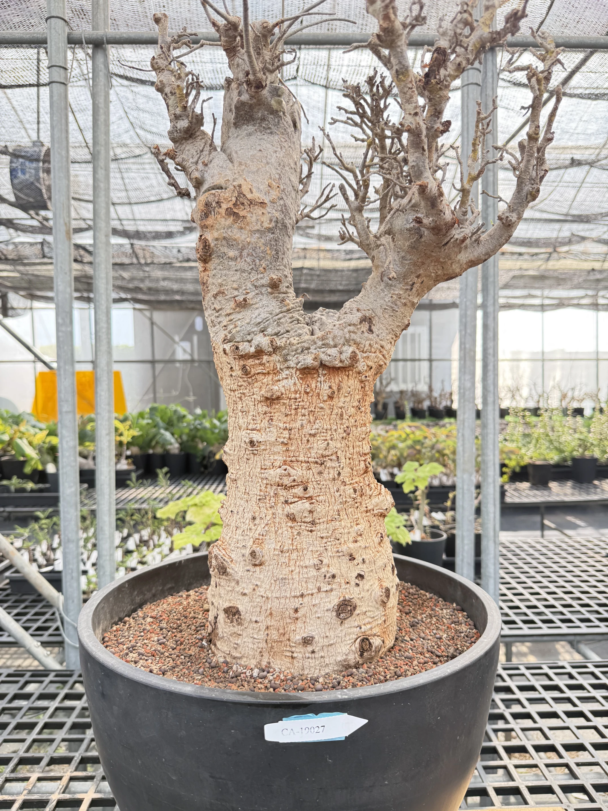 CA-19027 猢猻木 Adansonia digitata 2026-09-15