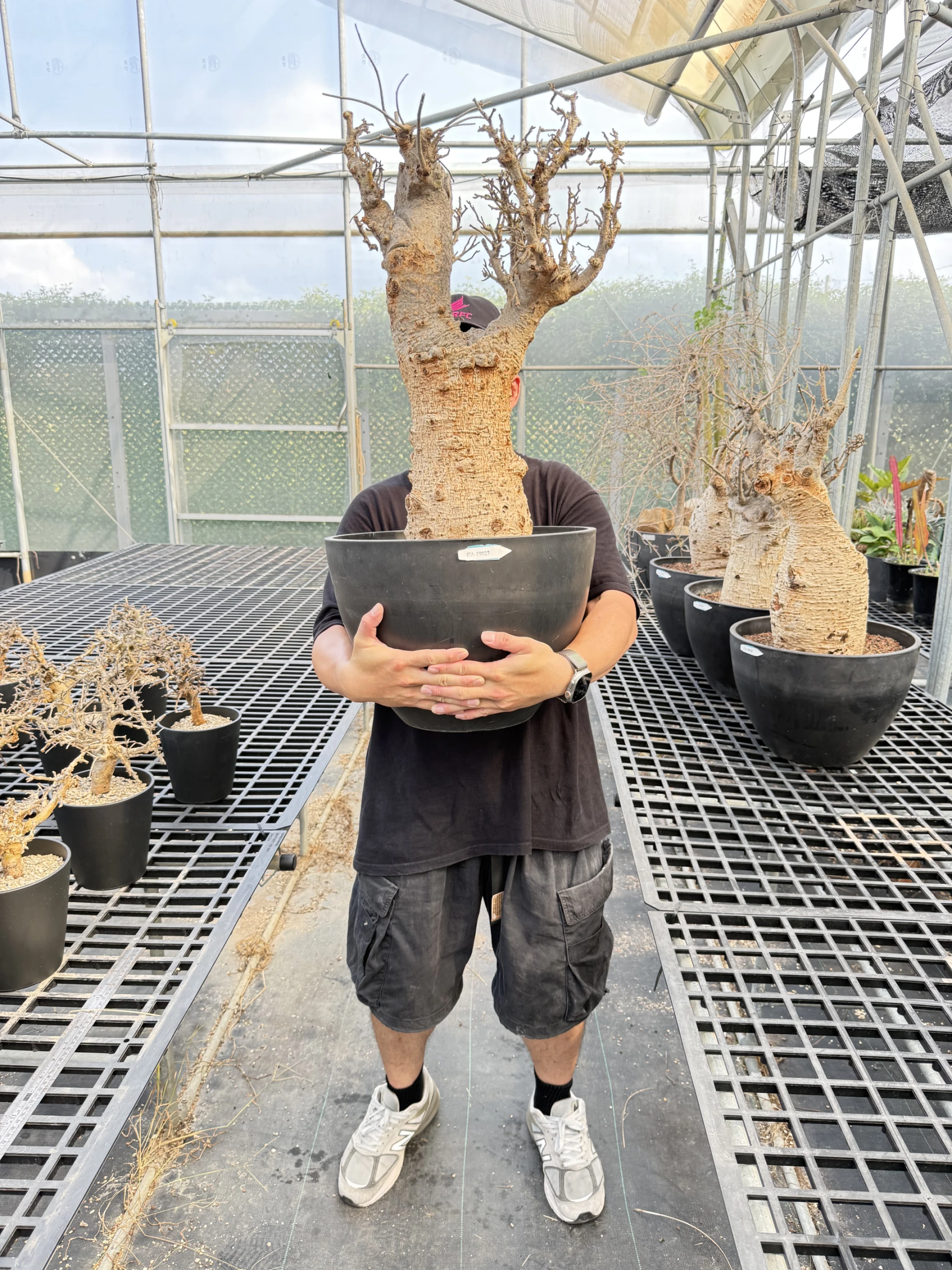 CA-19027 猢猻木 Adansonia digitata 2026-09-15