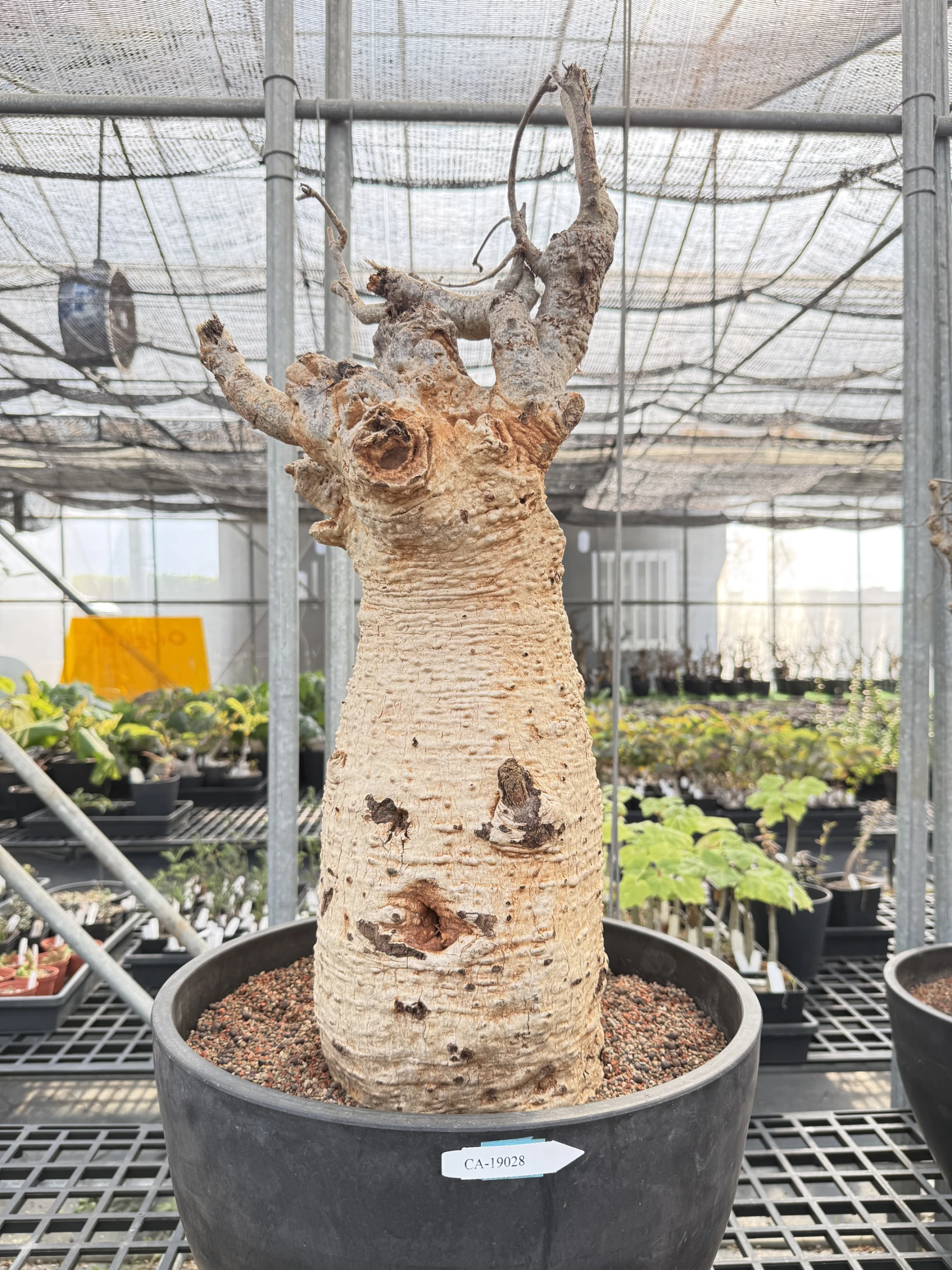 CA-19028 猢猻木 Adansonia digitata 2026-09-15