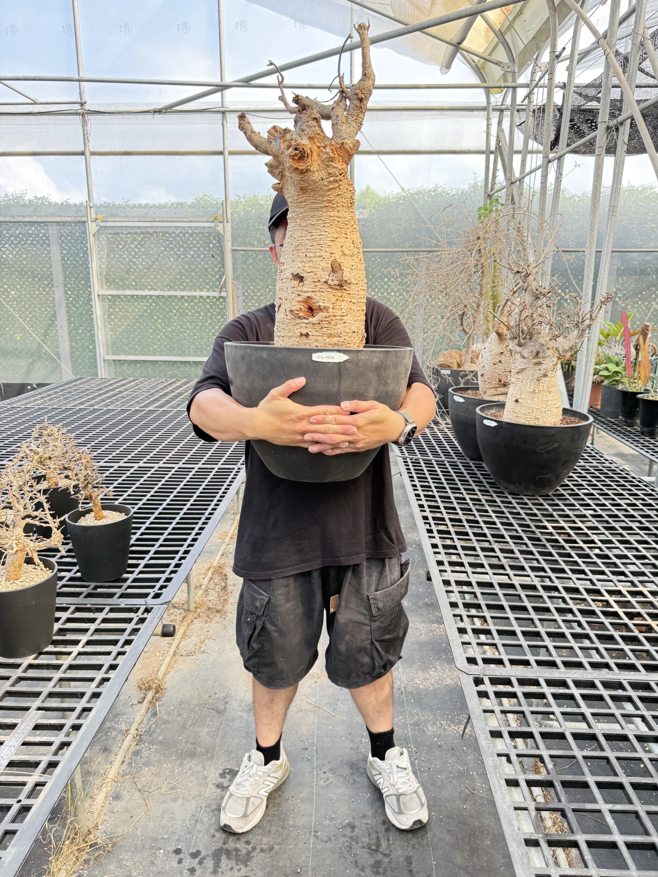 CA-19028 猢猻木 Adansonia digitata 2026-09-15