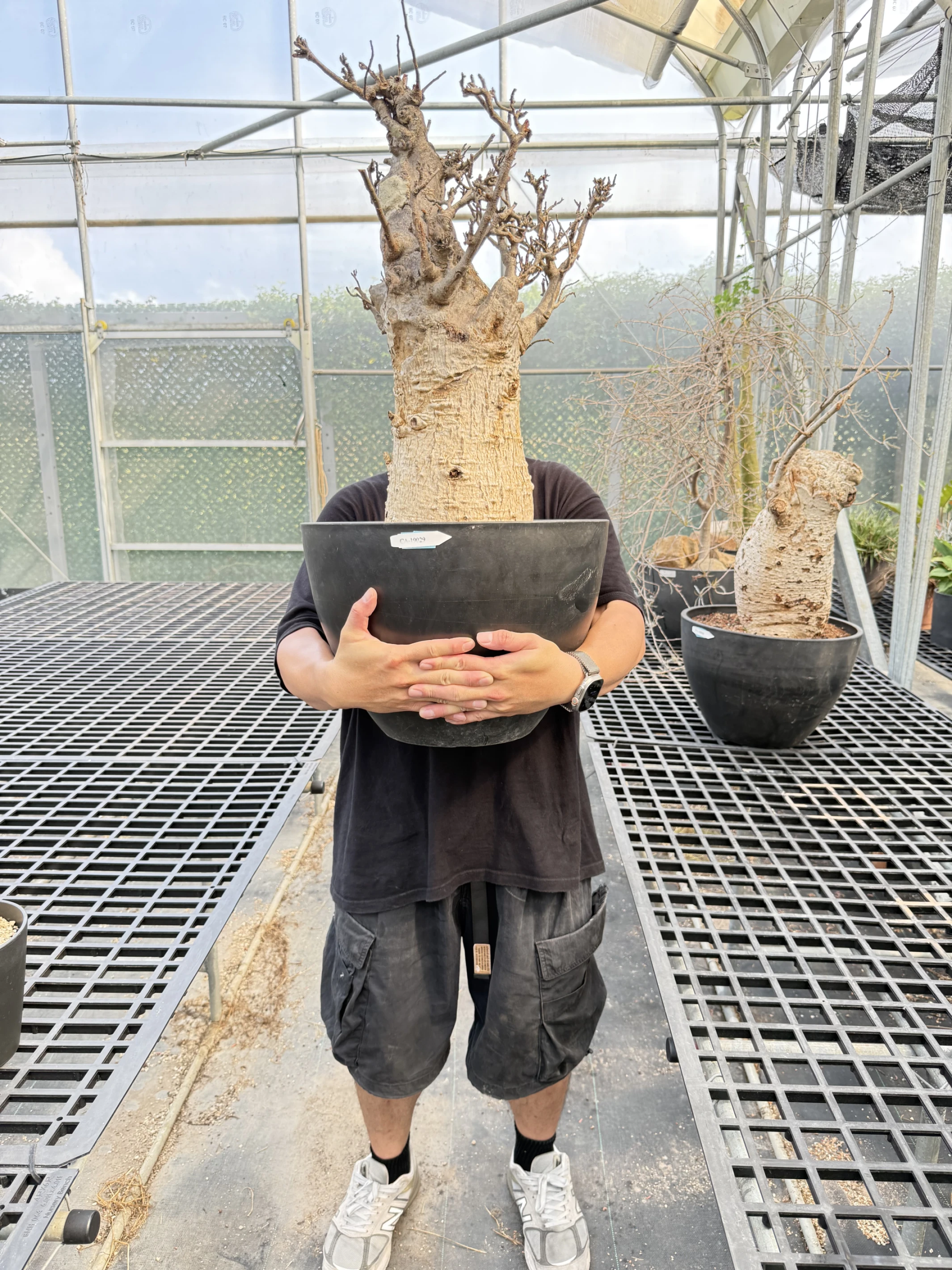 CA-19029 猢猻木 Adansonia digitata 2026-09-15