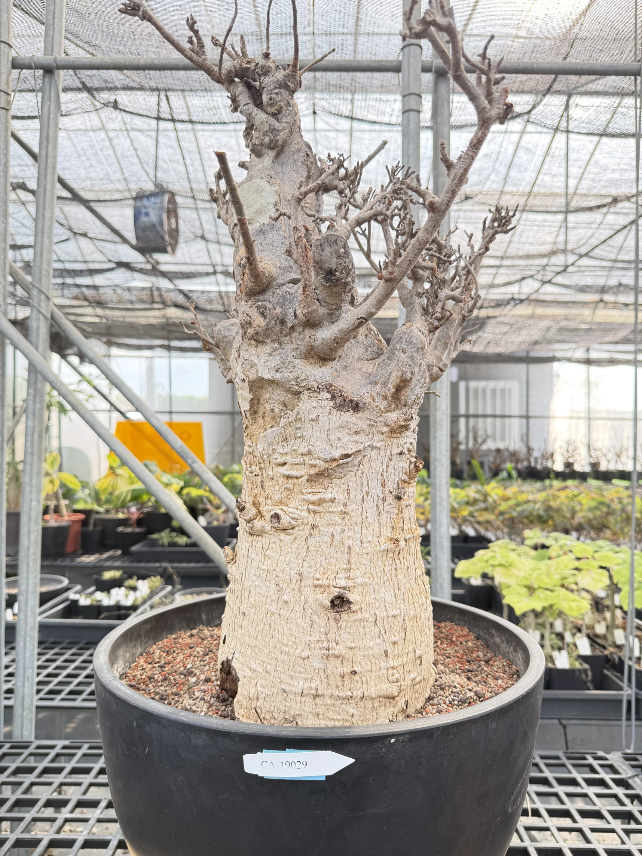 CA-19029 猢猻木 Adansonia digitata 2026-09-15
