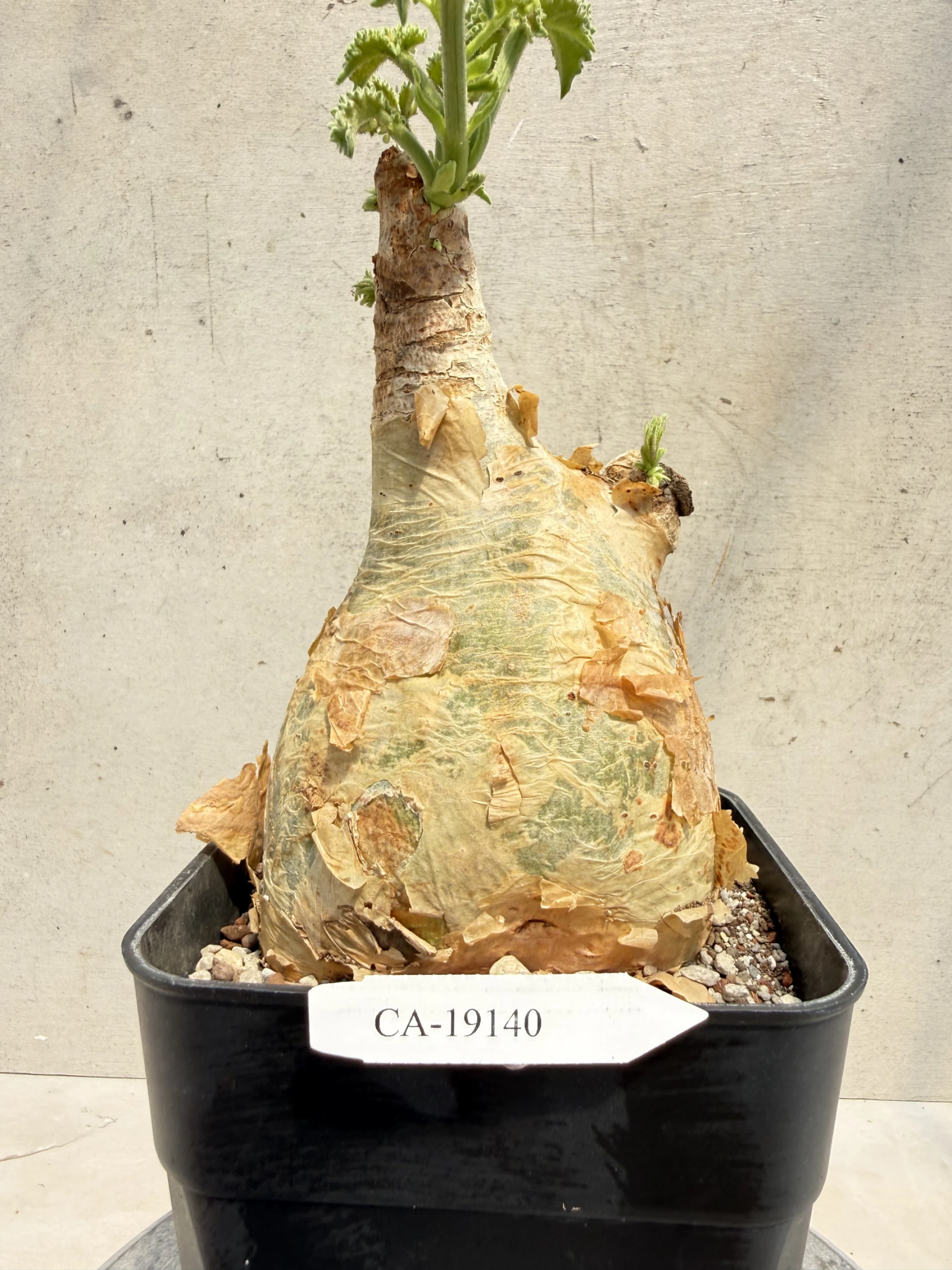 CA-19140 安哥拉葡萄甕 Cyphostemma uter var. macropus 2026-09-15