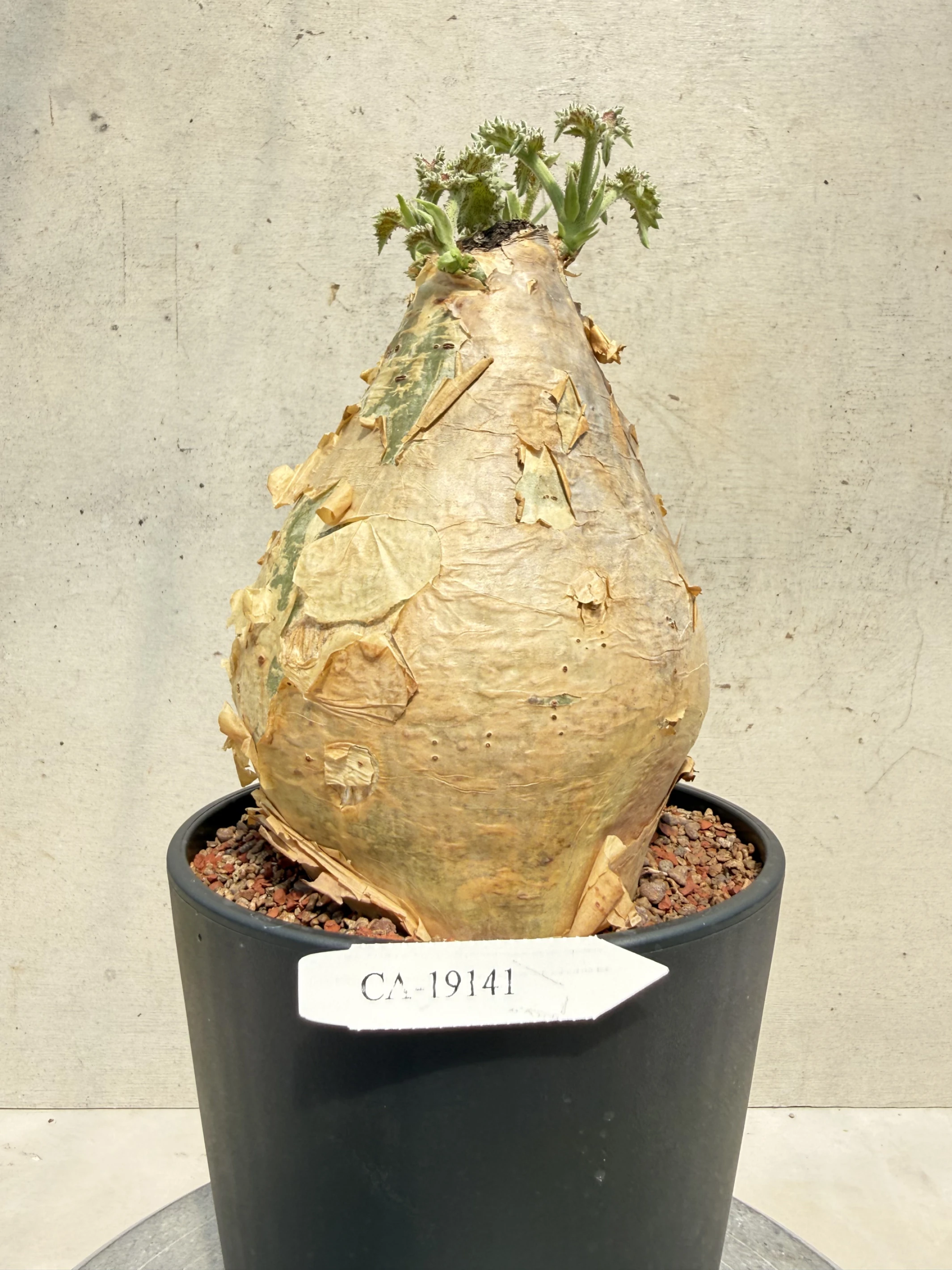 CA-19141 安哥拉葡萄甕 Cyphostemma uter var. macropus 2026-09-15