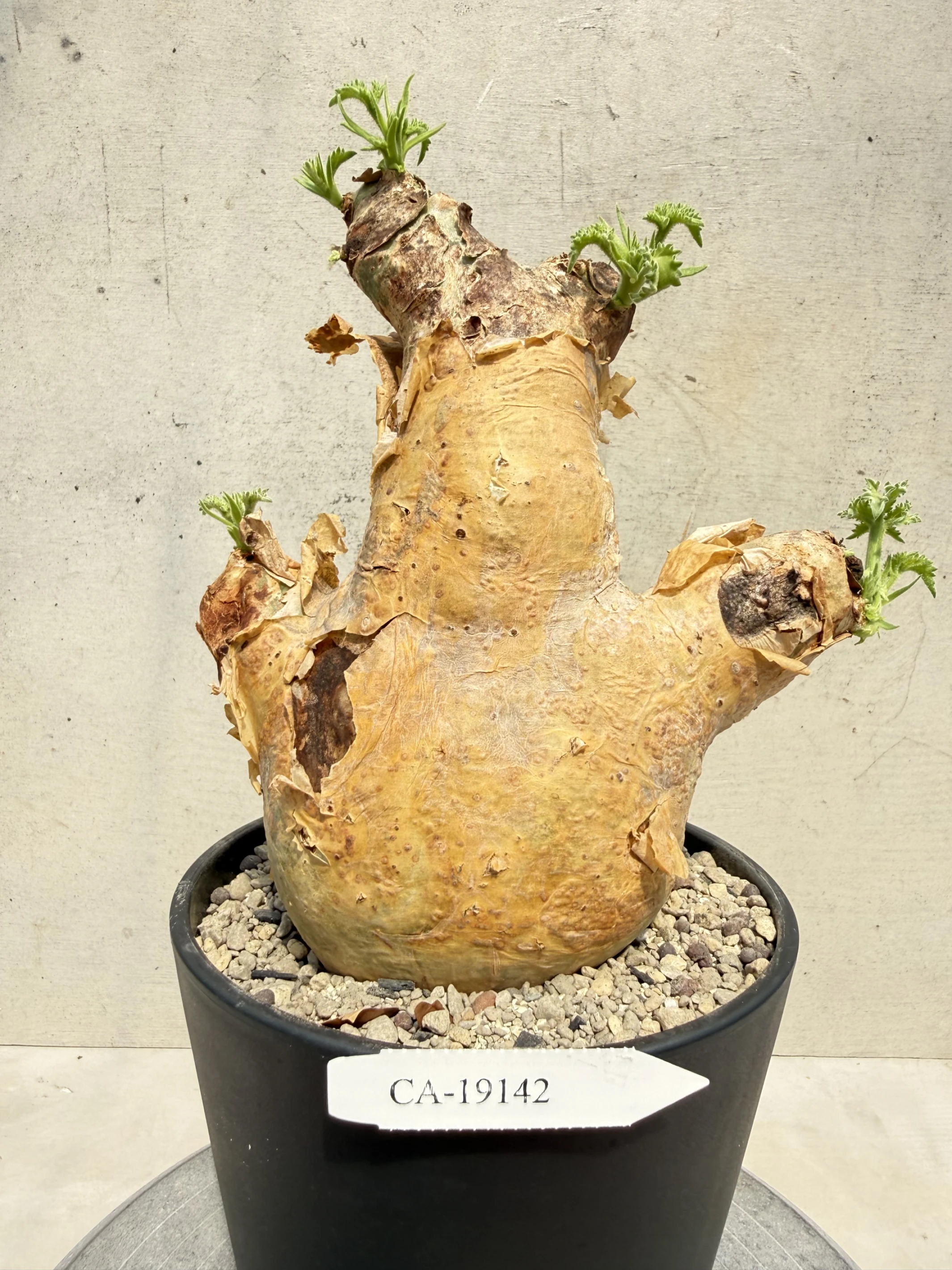 CA-19142 安哥拉葡萄甕 Cyphostemma uter var. macropus 2026-09-15