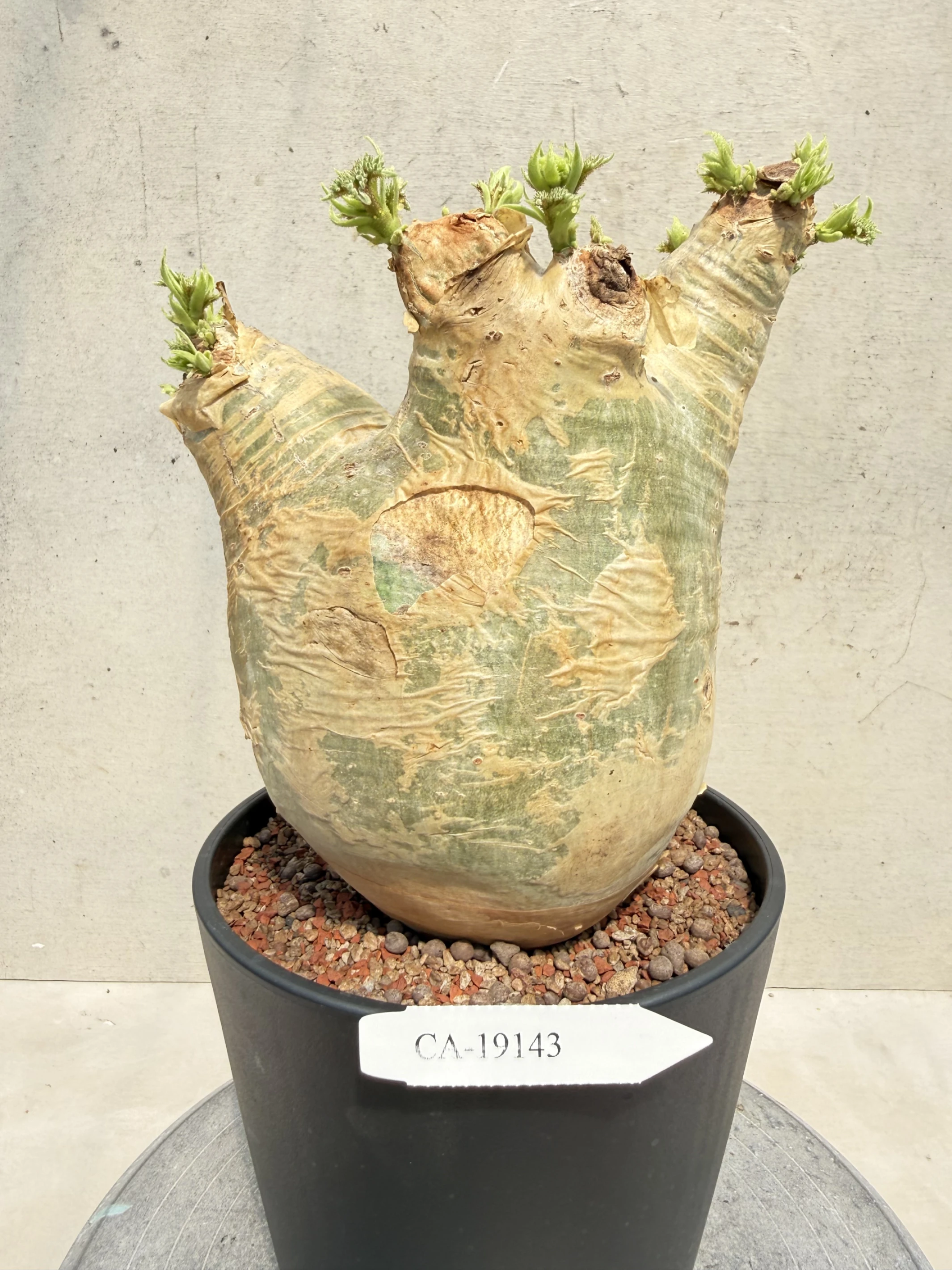 CA-19143 安哥拉葡萄甕 Cyphostemma uter var. macropus 2026-09-15