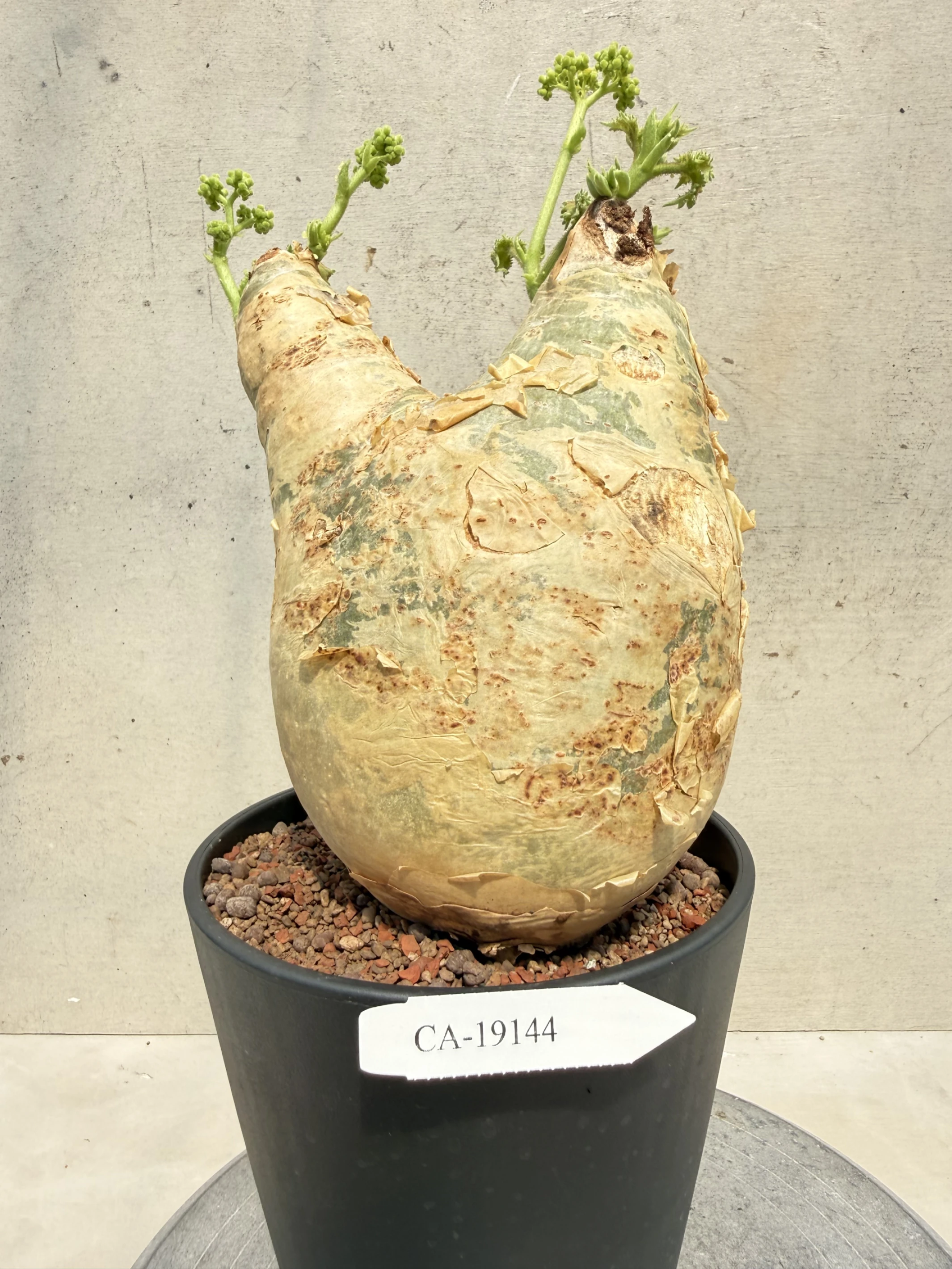 CA-19144 安哥拉葡萄甕 Cyphostemma uter var. macropus 2026-09-15