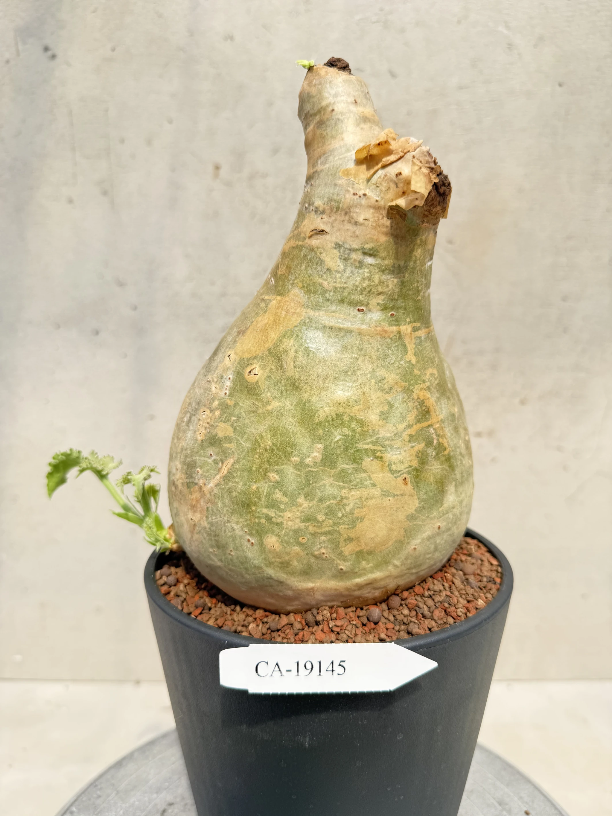 CA-19145 安哥拉葡萄甕 Cyphostemma uter var. macropus 2026-09-15