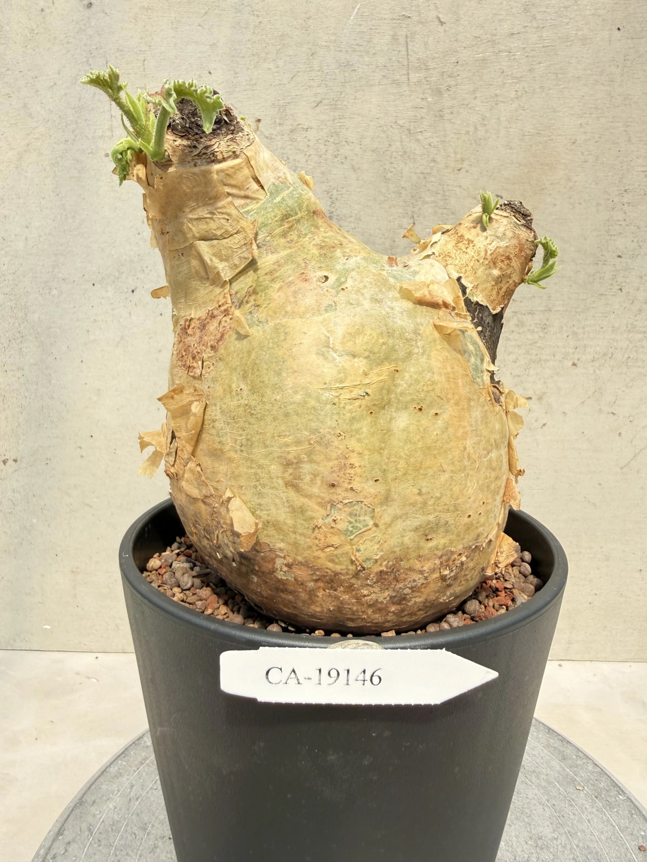 CA-19146 安哥拉葡萄甕 Cyphostemma uter var. macropus 2026-09-15