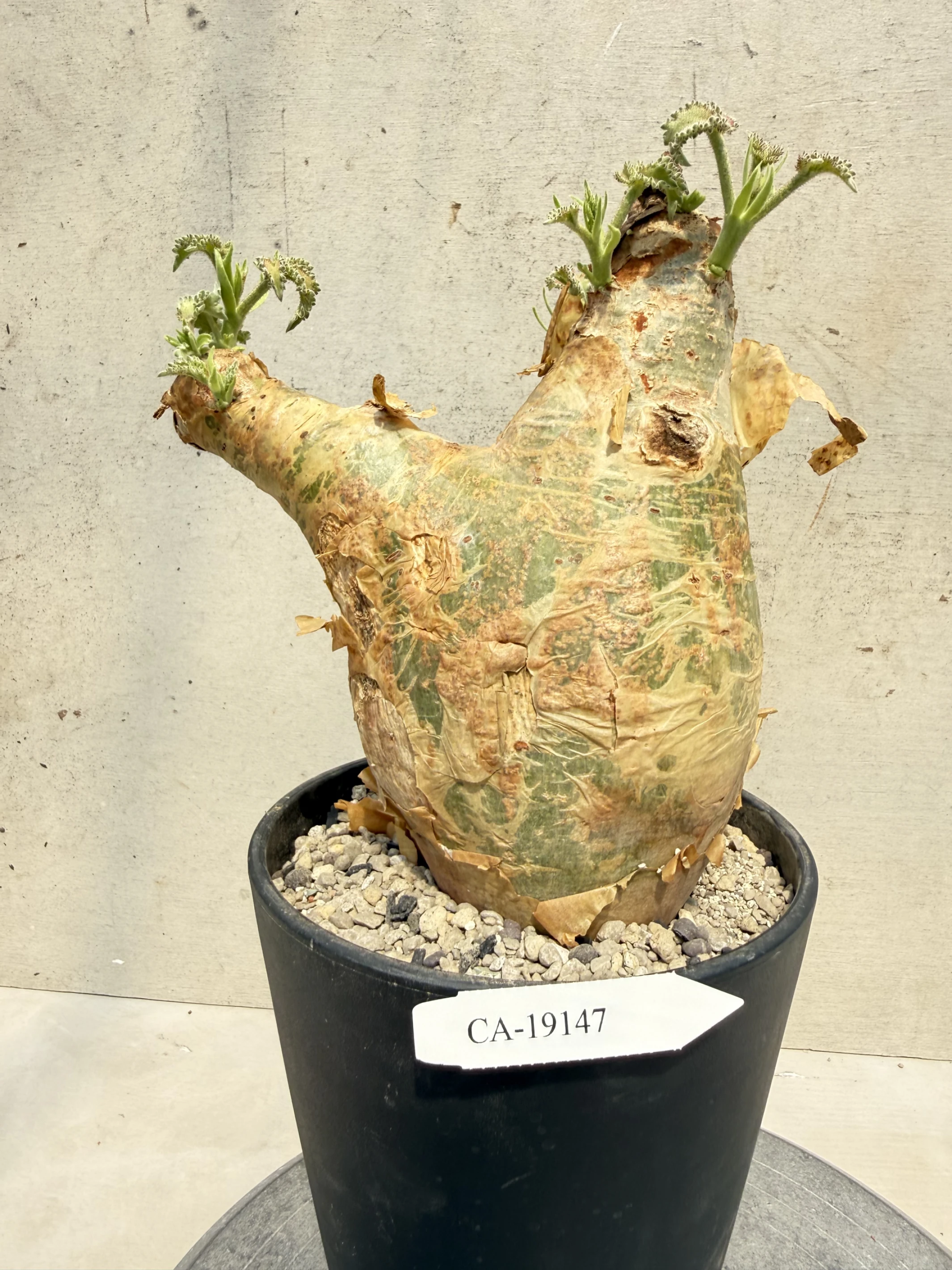 CA-19147 安哥拉葡萄甕 Cyphostemma uter var. macropus 2026-09-15