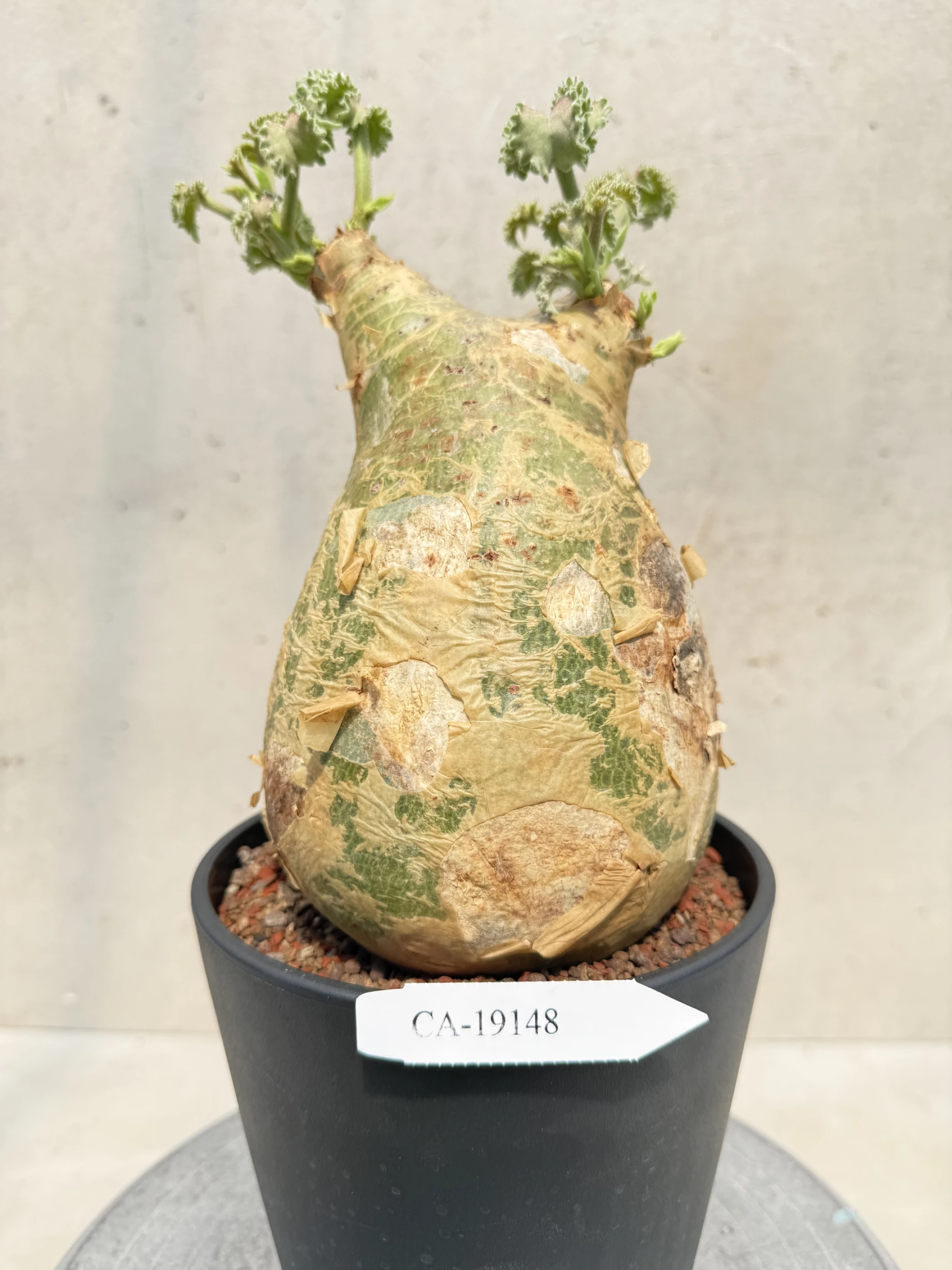 CA-19148 安哥拉葡萄甕 Cyphostemma uter var. macropus 2026-09-15