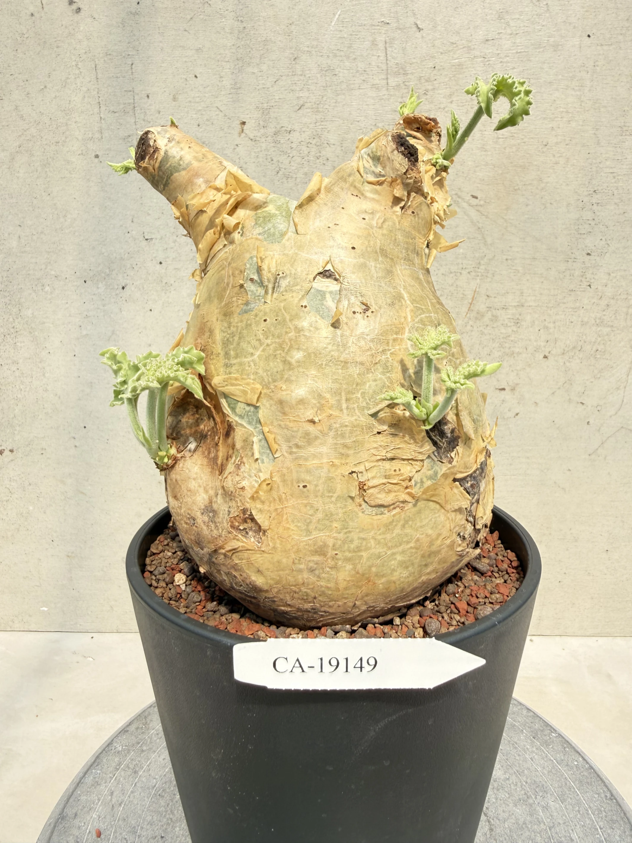 CA-19149 安哥拉葡萄甕 Cyphostemma uter var. macropus 2026-09-15