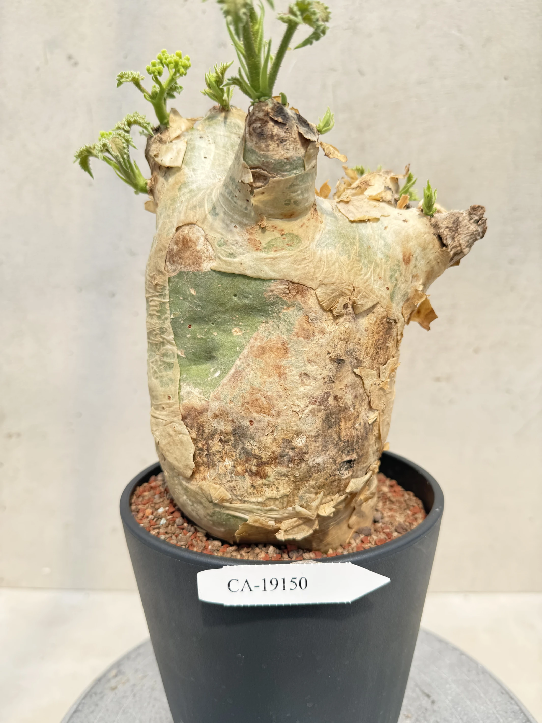 CA-19150 安哥拉葡萄甕 Cyphostemma uter var. macropus 2026-09-15