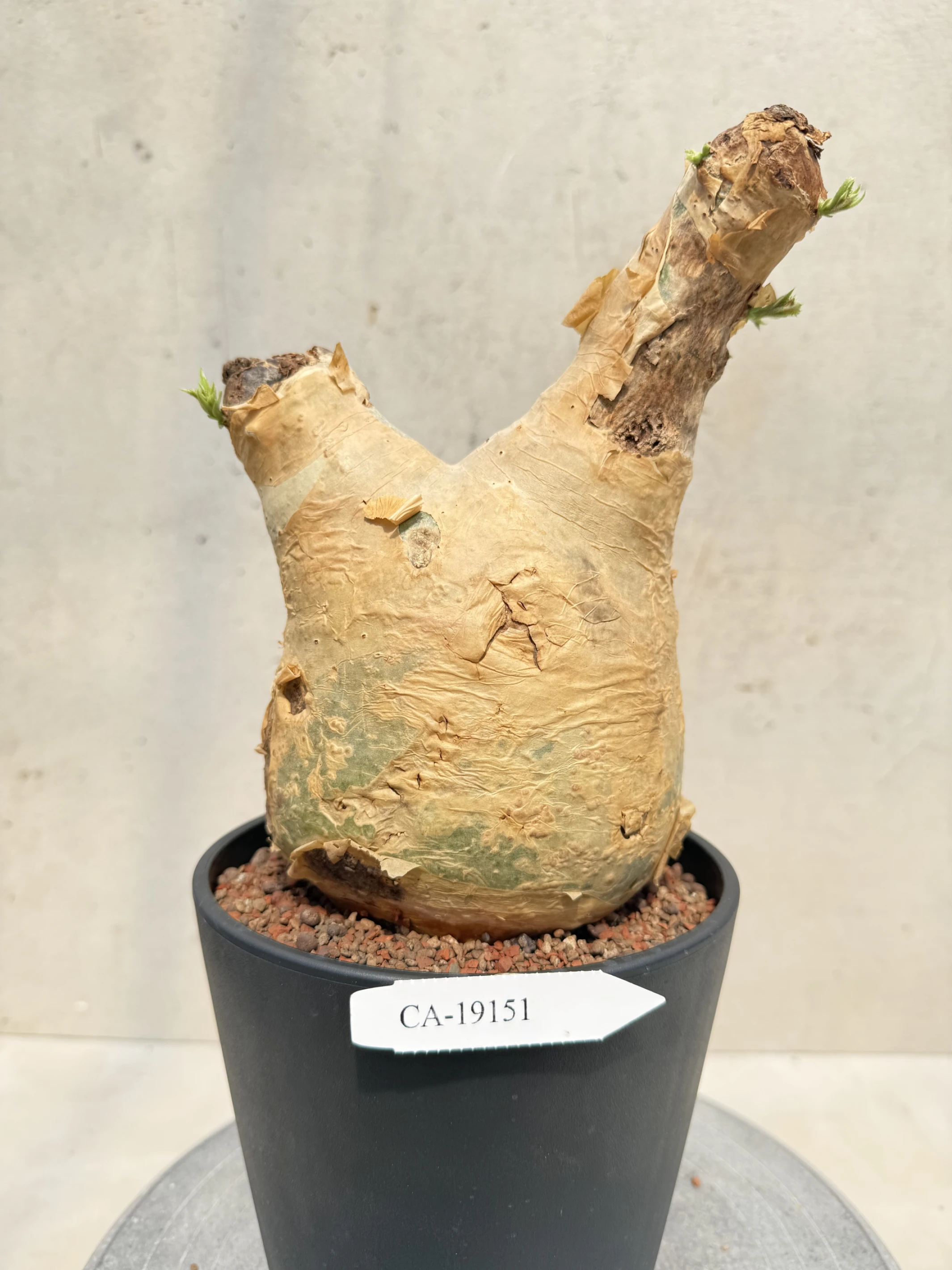 CA-19151 安哥拉葡萄甕 Cyphostemma uter var. macropus 2026-09-15