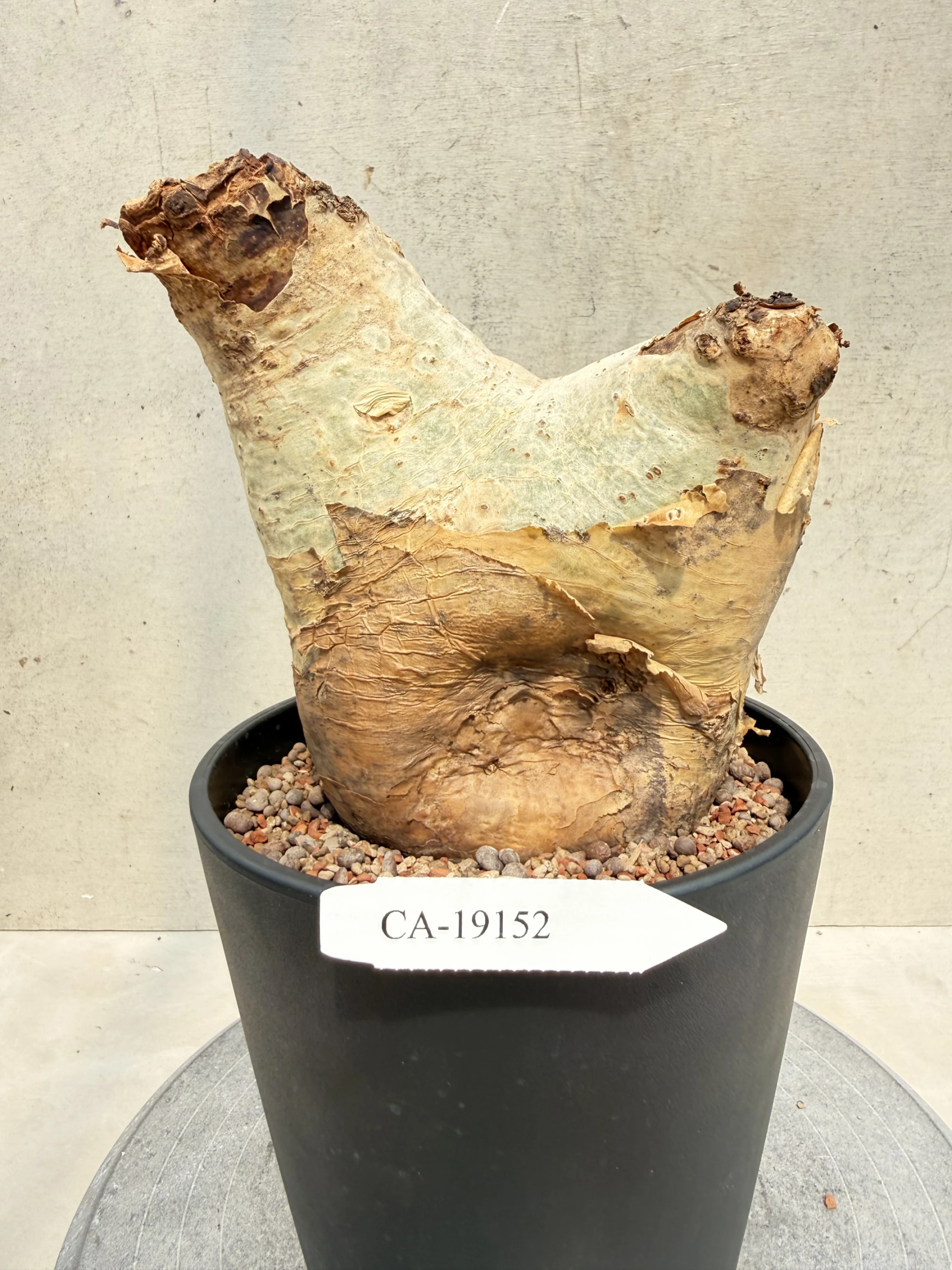 CA-19152 安哥拉葡萄甕 Cyphostemma uter var. macropus 2026-09-15