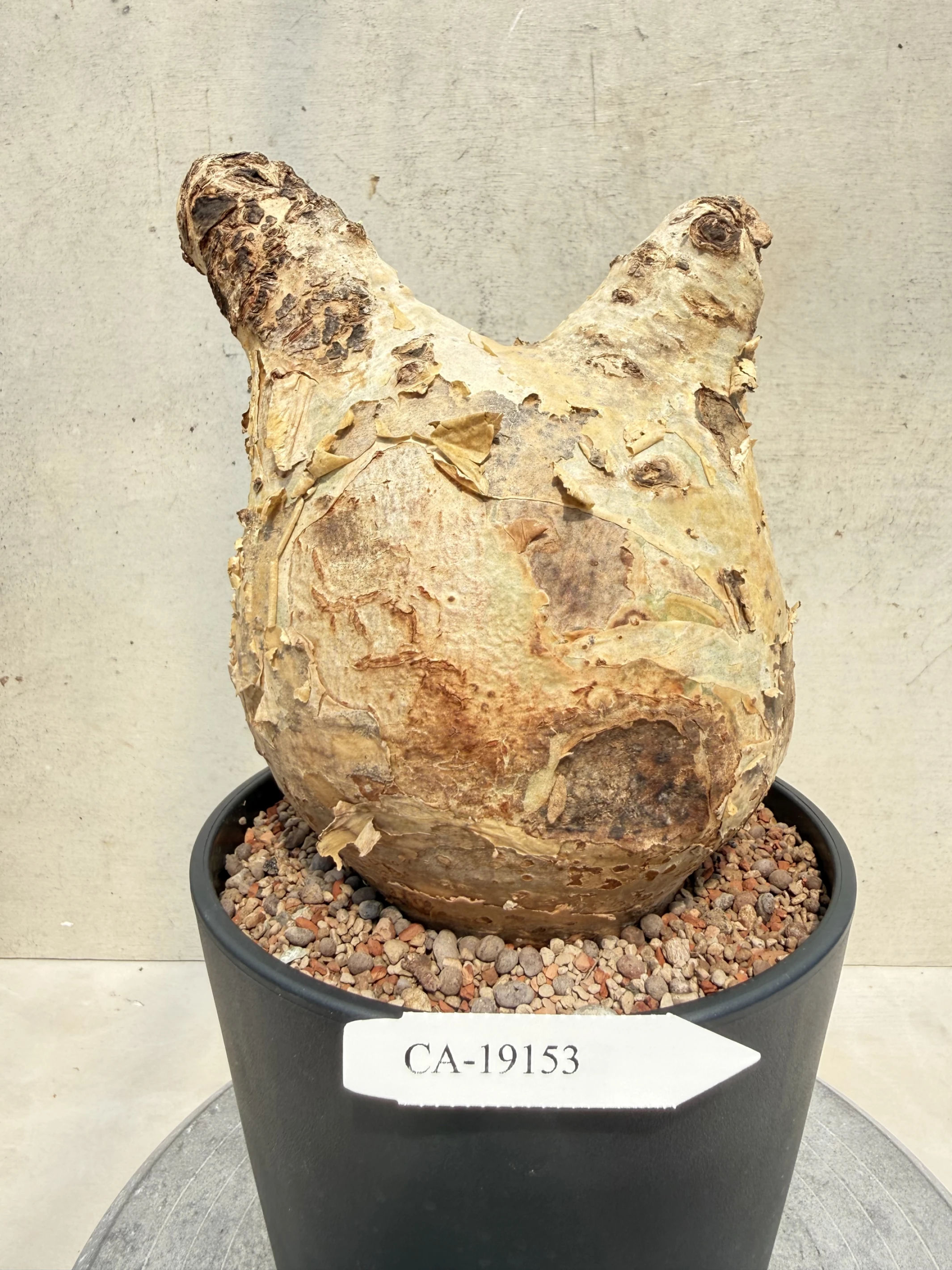 CA-19153 安哥拉葡萄甕 Cyphostemma uter var. macropus 2026-09-15