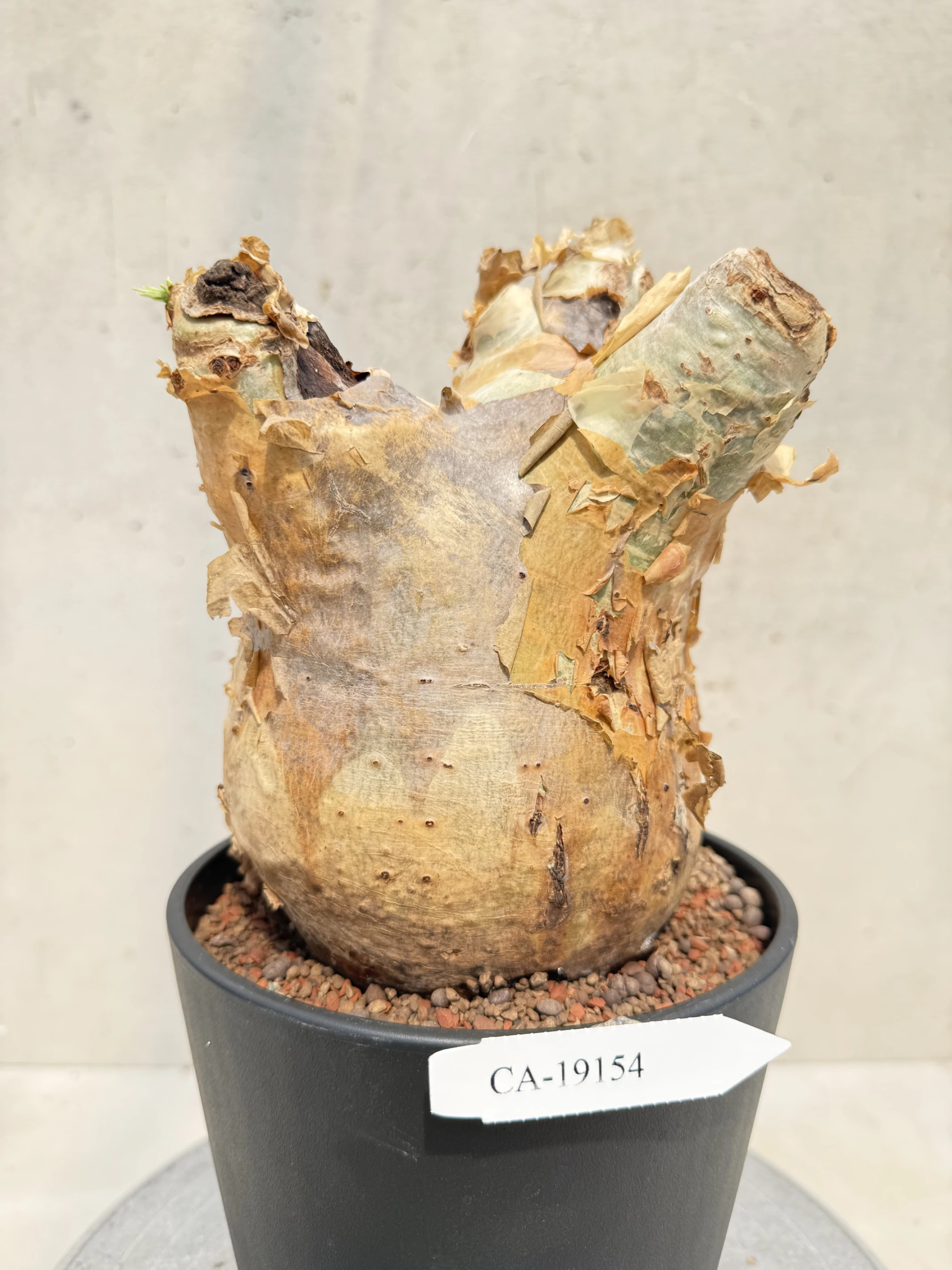CA-19154 安哥拉葡萄甕 Cyphostemma uter var. macropus 2026-09-15