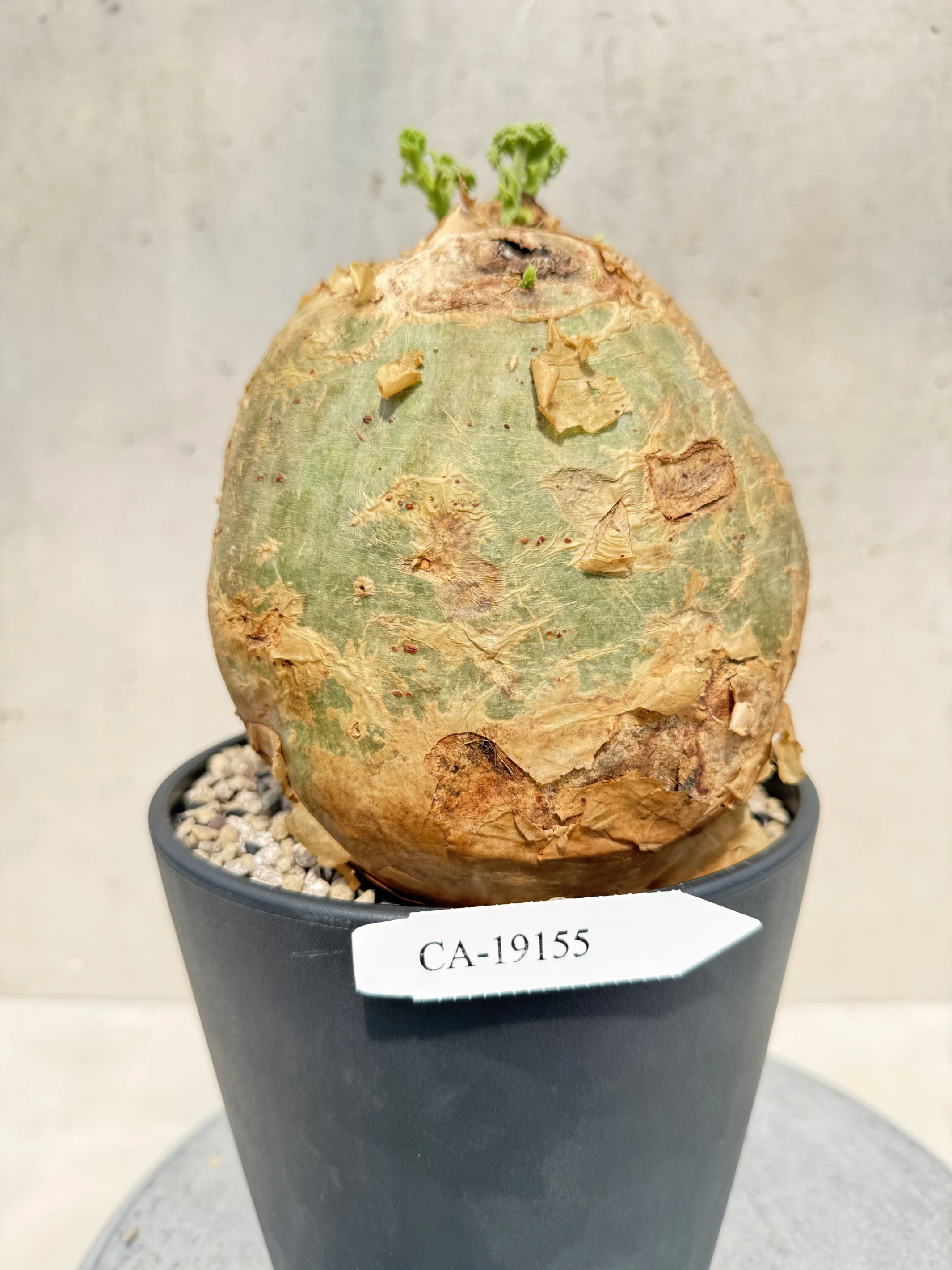 CA-19155 安哥拉葡萄甕 Cyphostemma uter var. macropus 2026-09-15