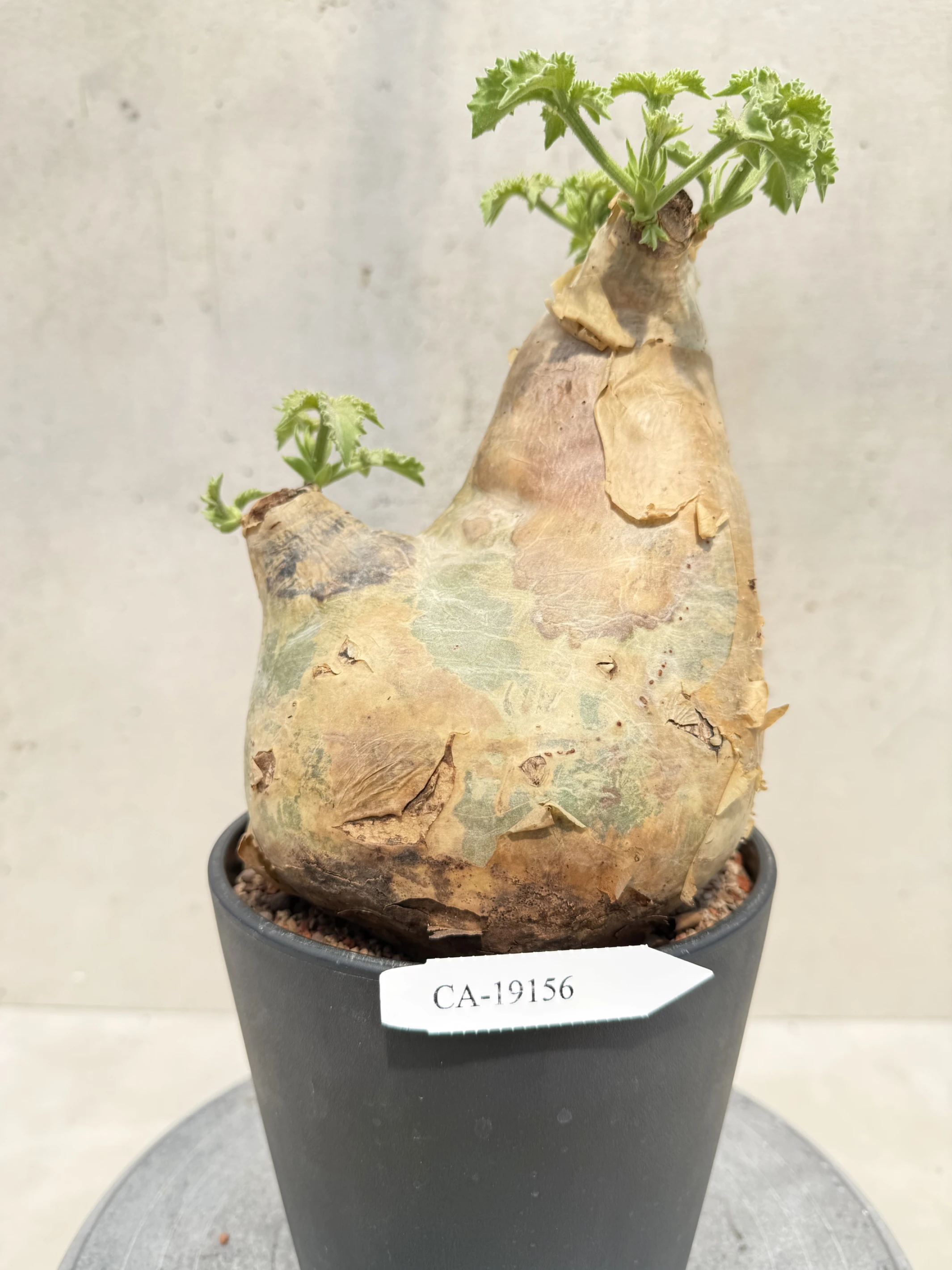 CA-19156 安哥拉葡萄甕 Cyphostemma uter var. macropus 2026-09-15