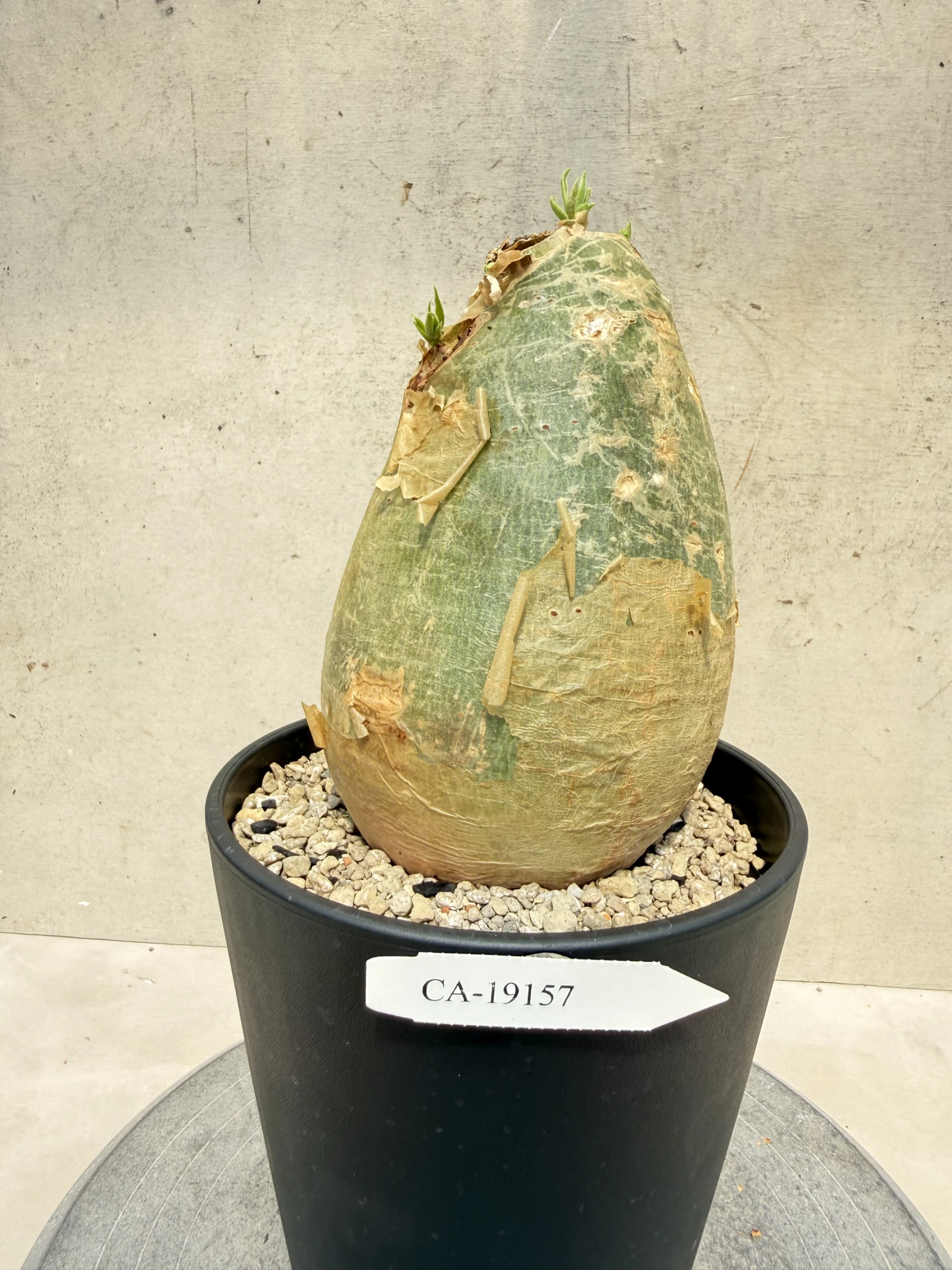 CA-19157 安哥拉葡萄甕 Cyphostemma uter var. macropus 2026-09-15