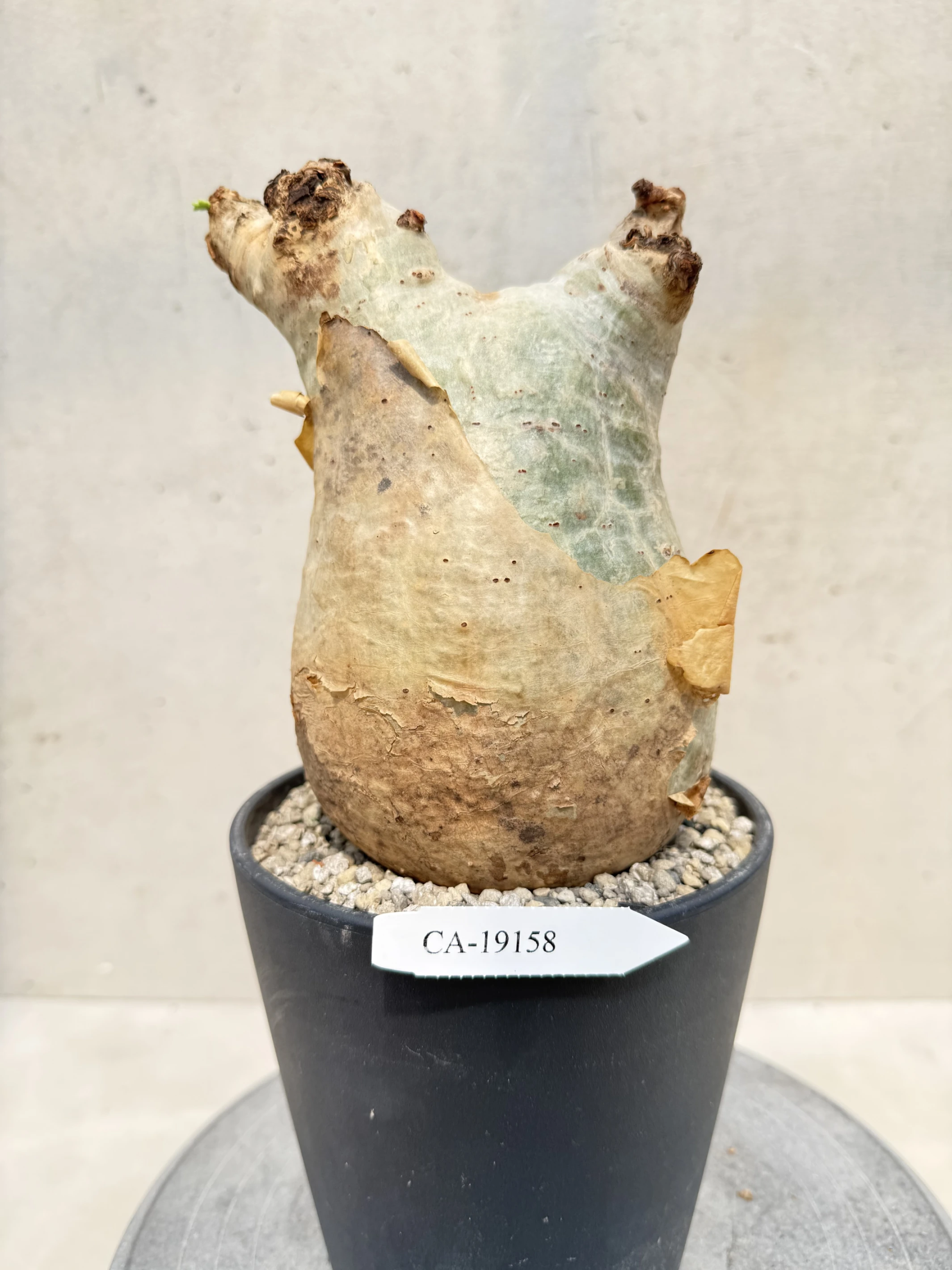 CA-19158 安哥拉葡萄甕 Cyphostemma uter var. macropus 2026-09-15