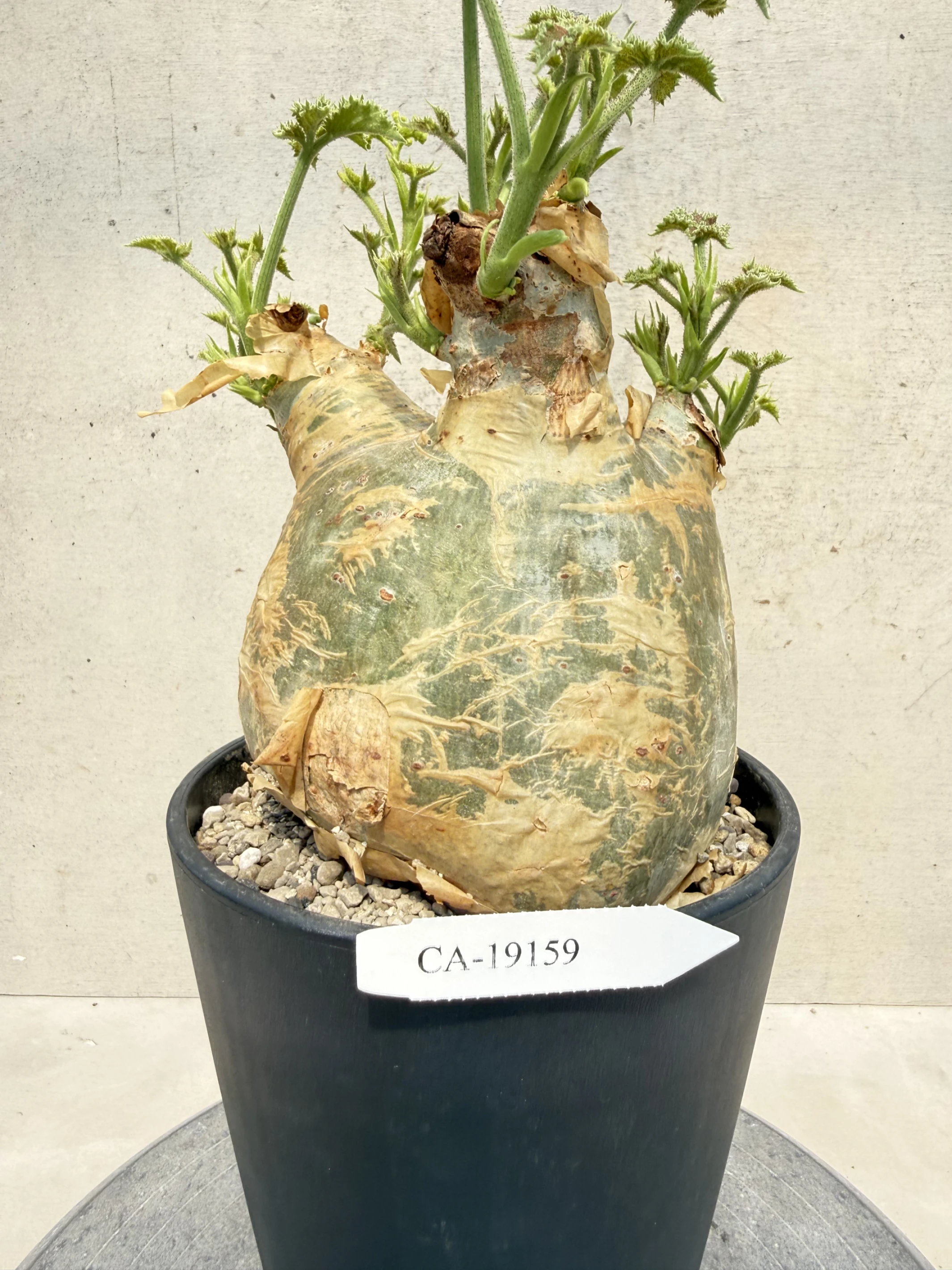 CA-19159 安哥拉葡萄甕 Cyphostemma uter var. macropus 2026-09-15