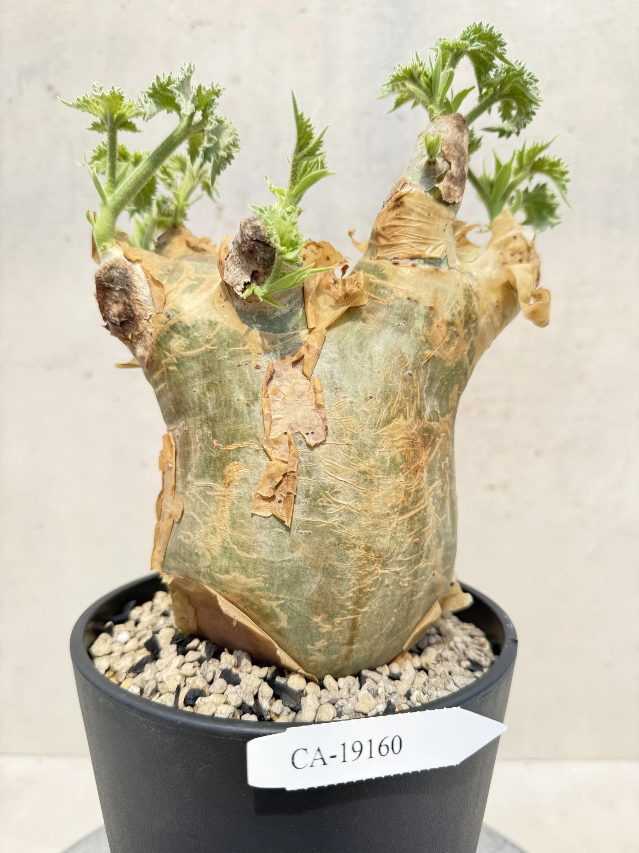 CA-19160 安哥拉葡萄甕 Cyphostemma uter var. macropus 2026-09-15
