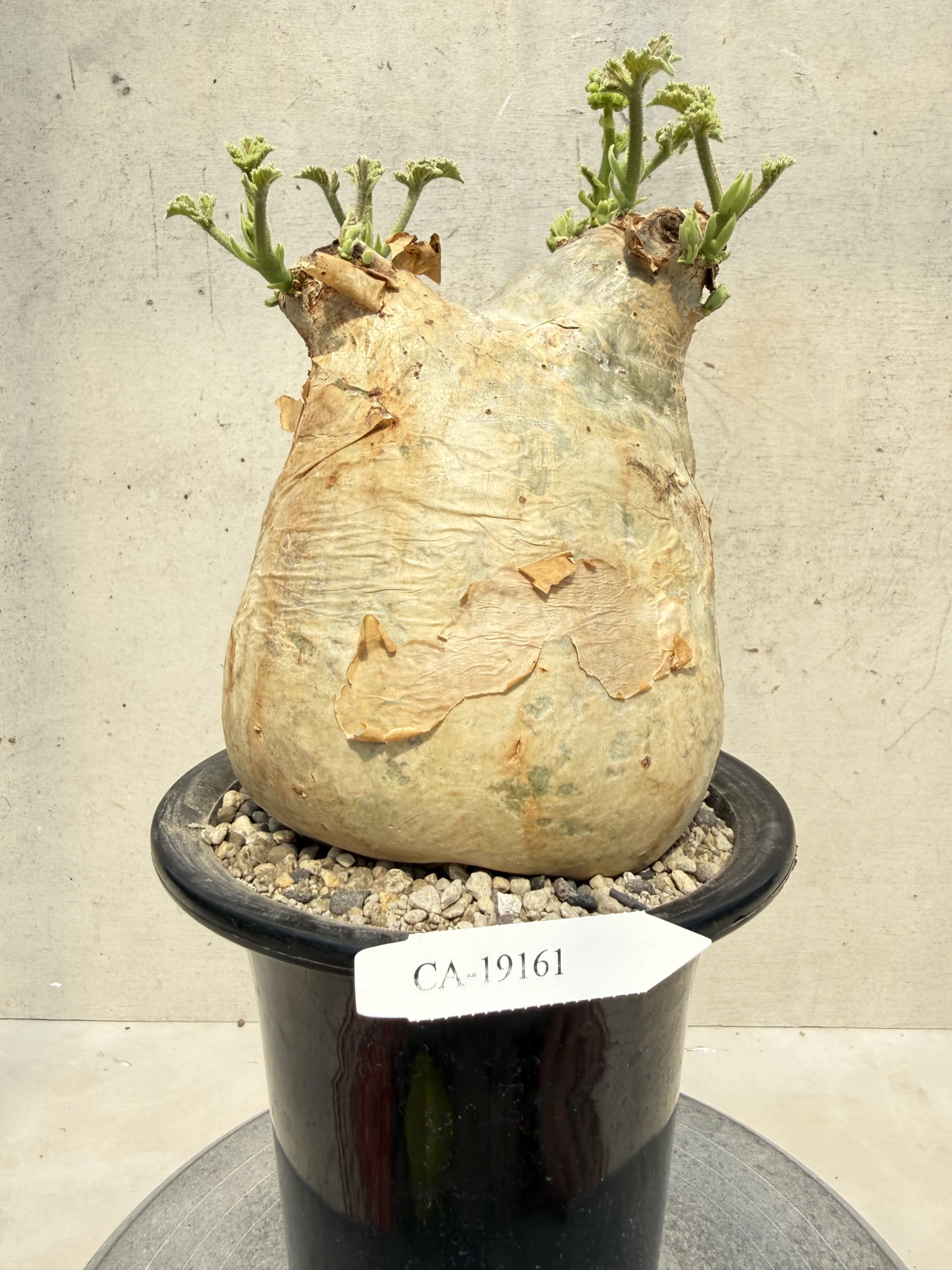 CA-19161 安哥拉葡萄甕 Cyphostemma uter var. macropus 2026-09-15