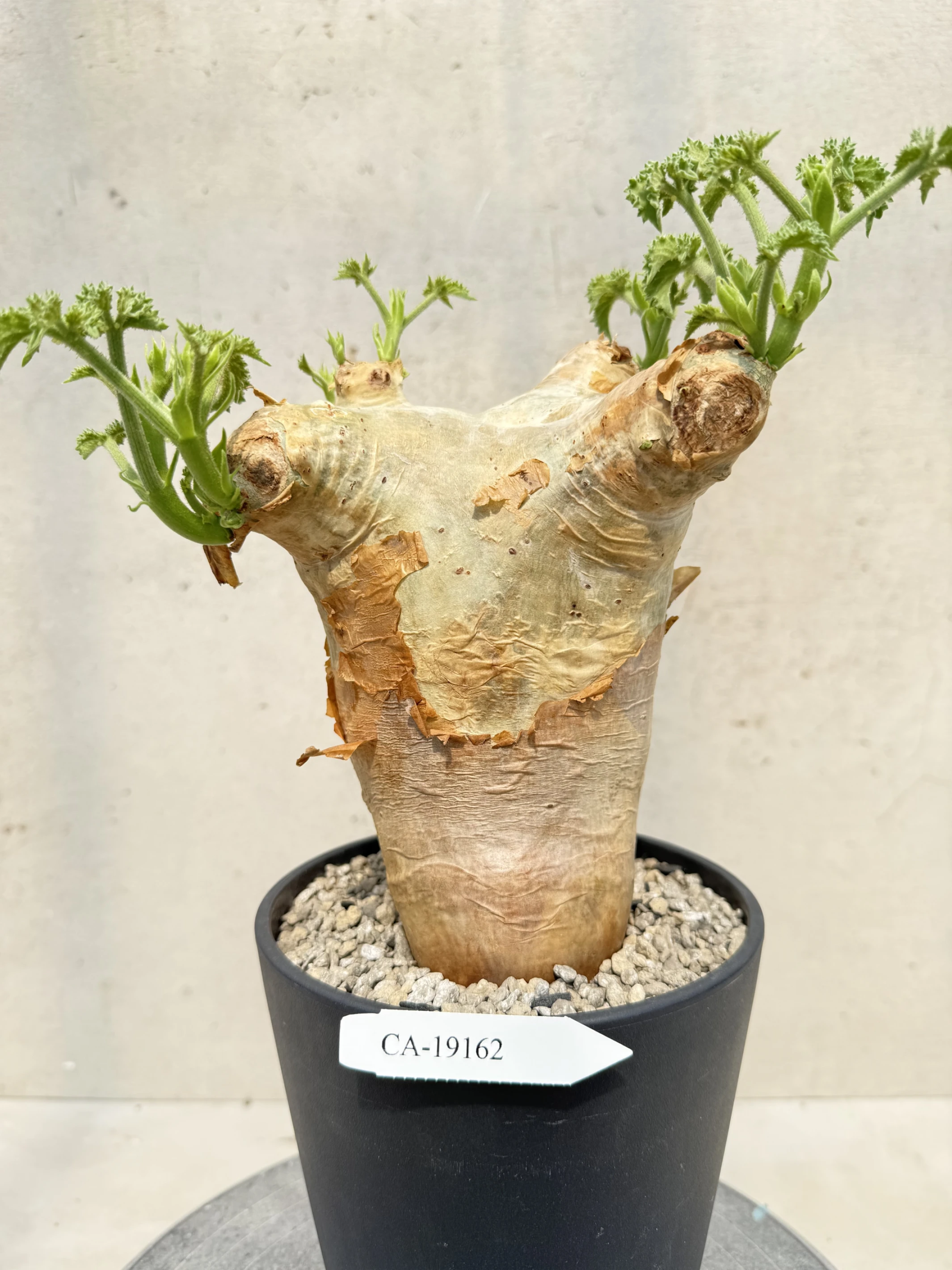 CA-19162 安哥拉葡萄甕 Cyphostemma uter var. macropus 2026-09-15