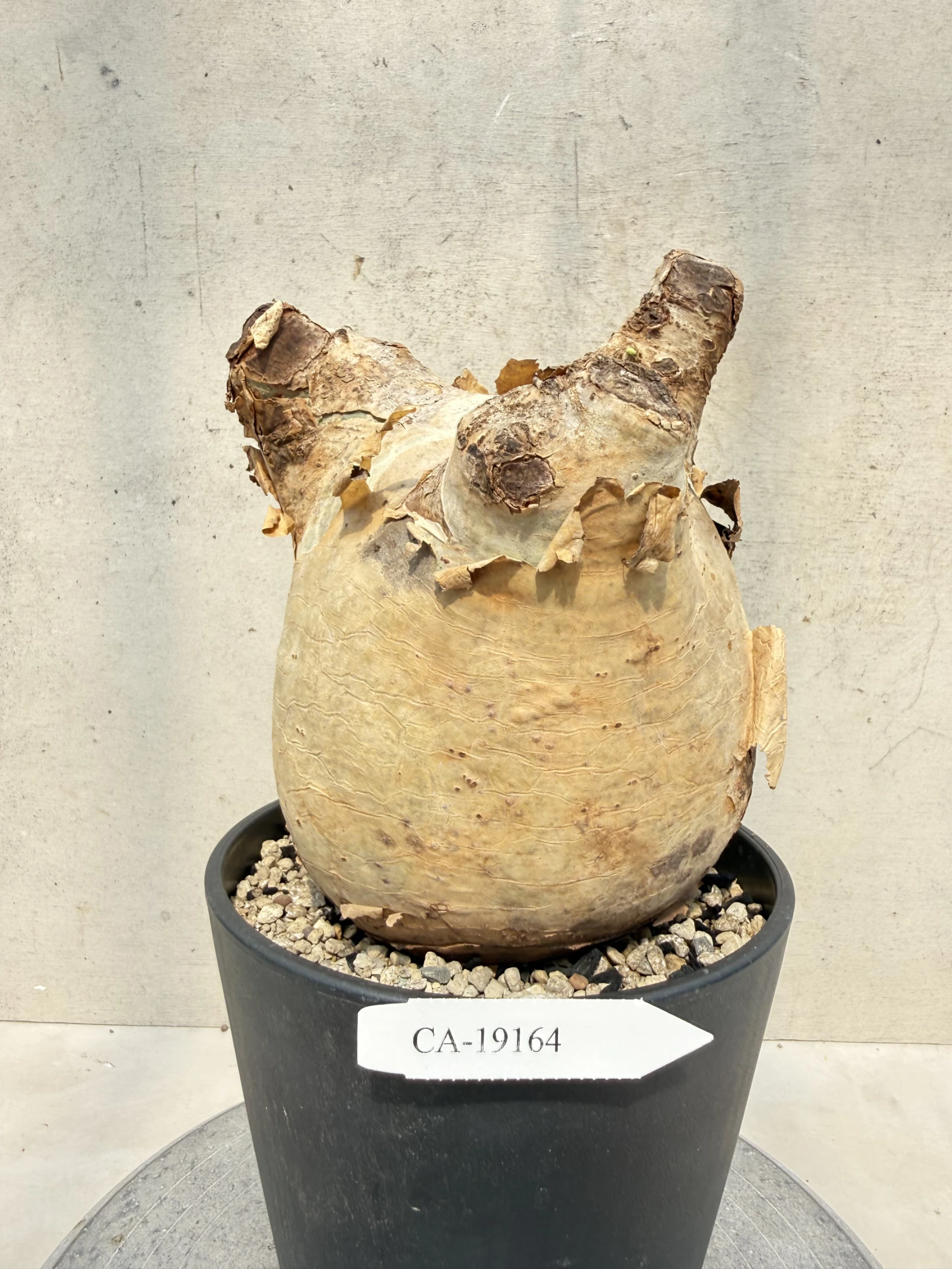 CA-19164 安哥拉葡萄甕 Cyphostemma uter var. macropus 2026-09-15