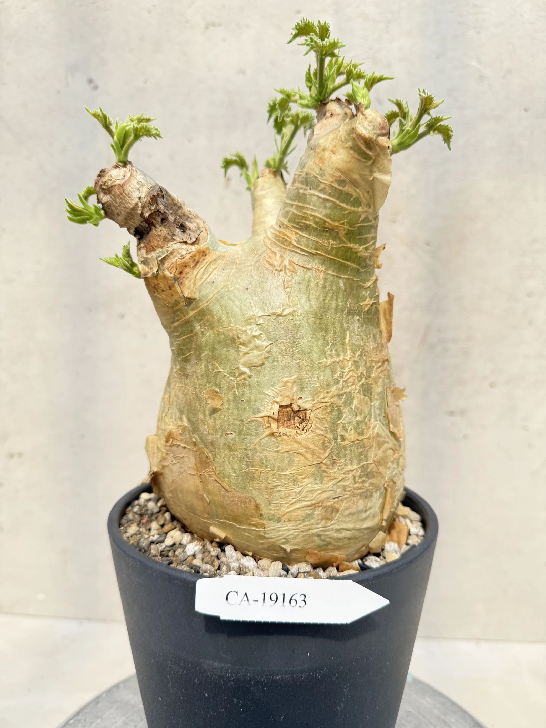 CA-19163 安哥拉葡萄甕 Cyphostemma uter var. macropus 2026-09-15