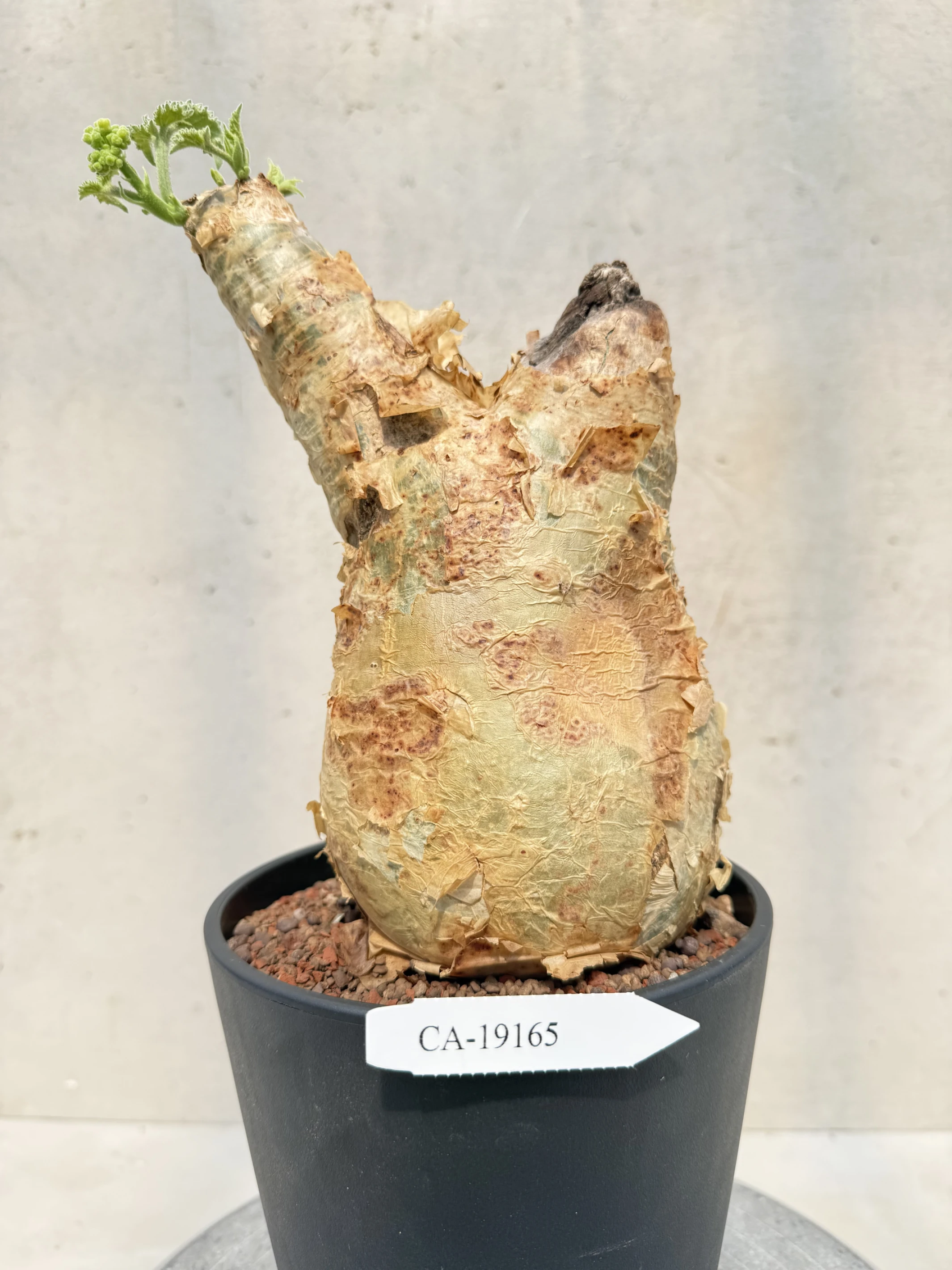CA-19165 安哥拉葡萄甕 Cyphostemma uter var. macropus 2026-09-15