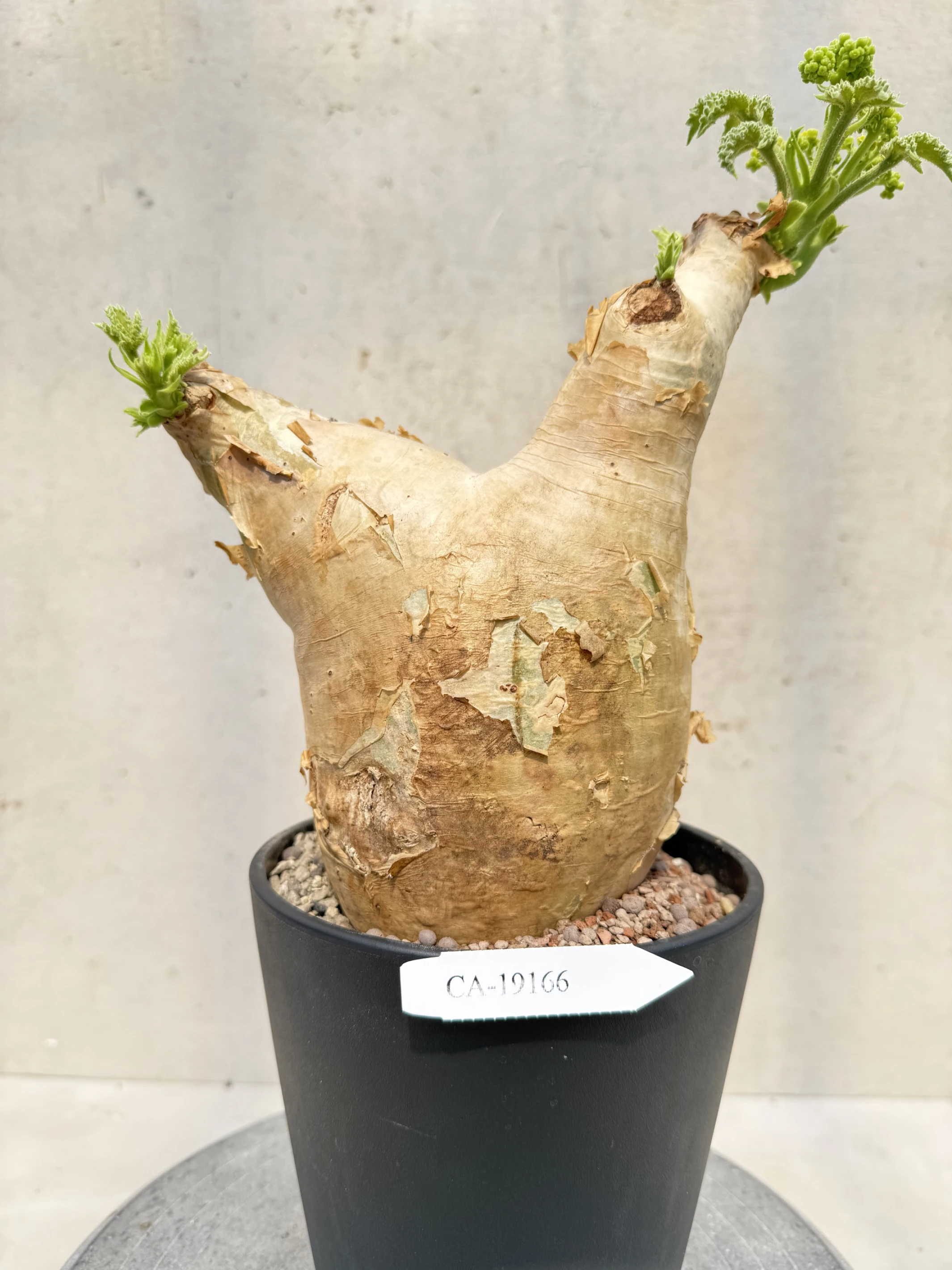 CA-19166 安哥拉葡萄甕 Cyphostemma uter var. macropus 2026-09-15