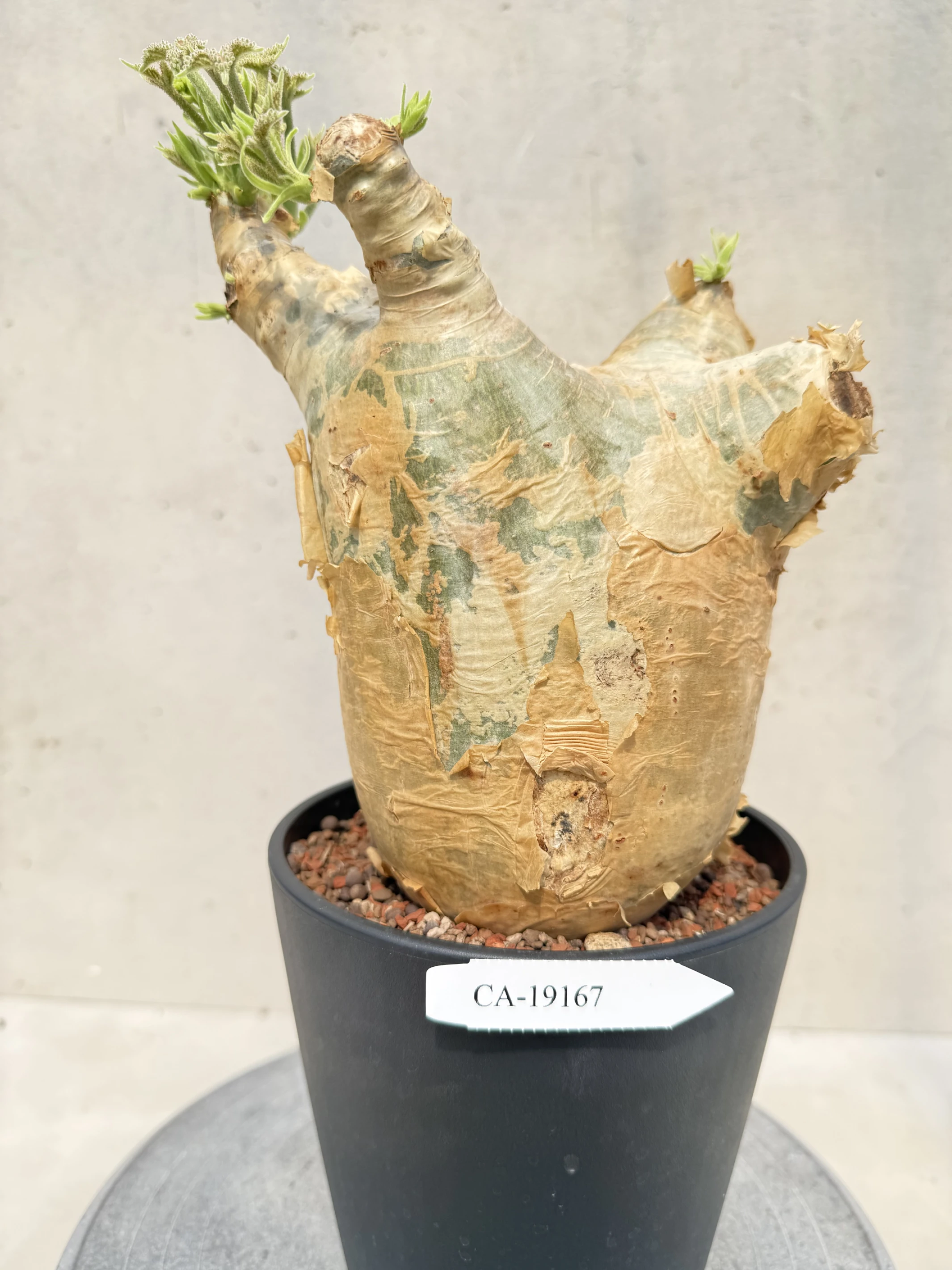 CA-19167 安哥拉葡萄甕 Cyphostemma uter var. macropus 2026-09-15