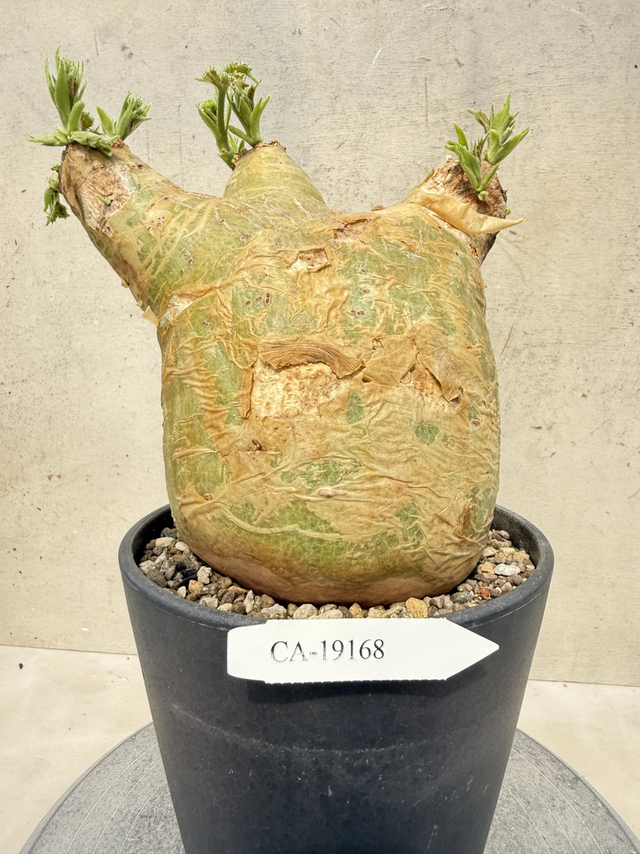 CA-19168 安哥拉葡萄甕 Cyphostemma uter var. macropus 2026-09-15