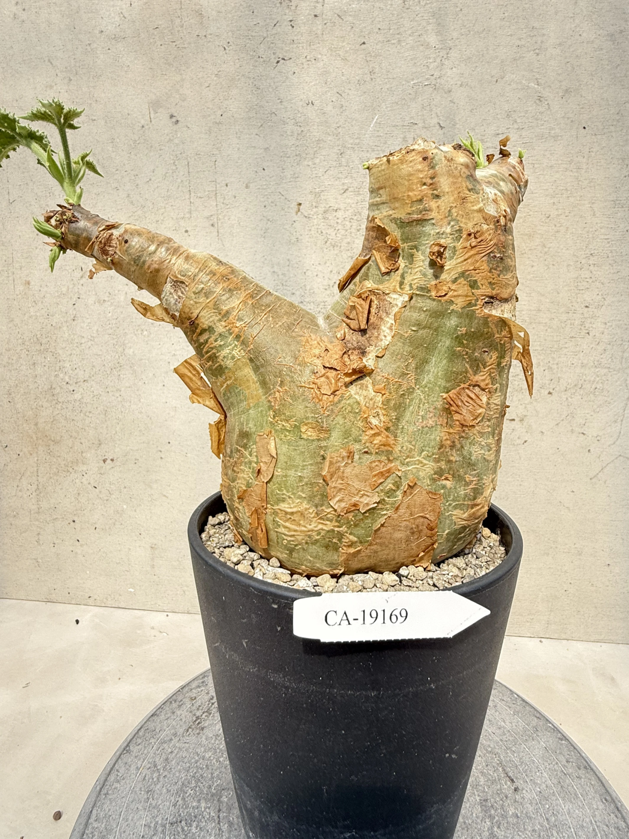 CA-19169 安哥拉葡萄甕 Cyphostemma uter var. macropus 2026-09-15