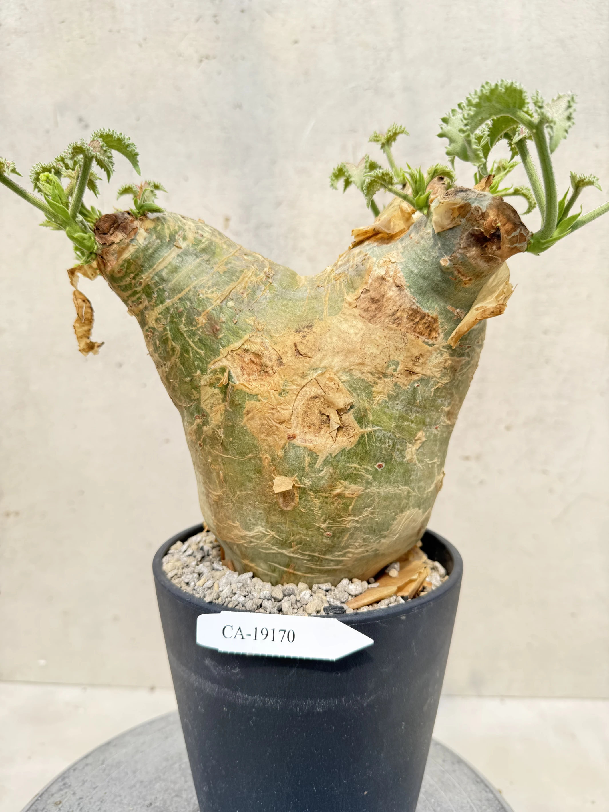 CA-19170 安哥拉葡萄甕 Cyphostemma uter var. macropus 2026-09-15