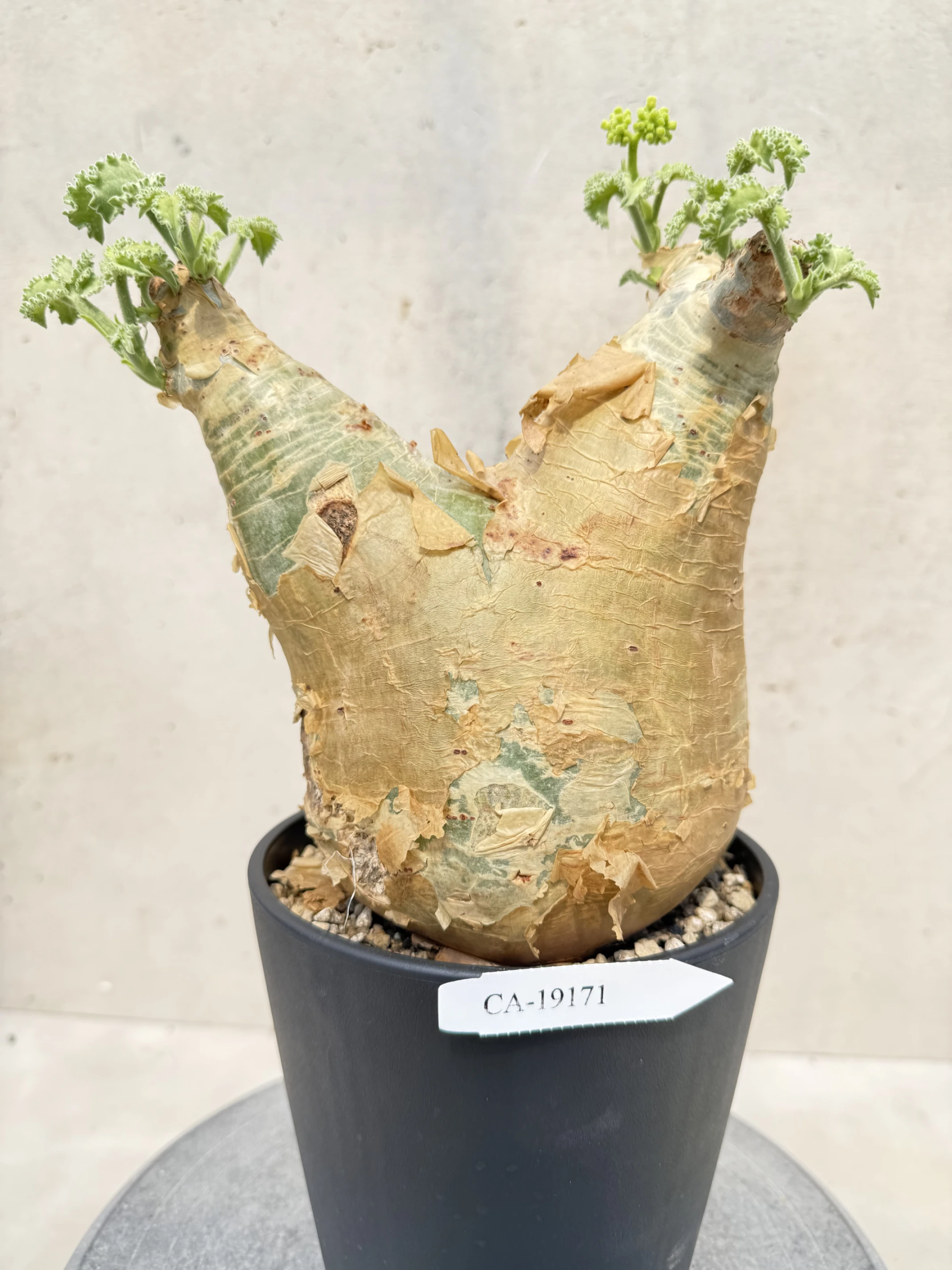 CA-19171 安哥拉葡萄甕 Cyphostemma uter var. macropus 2026-09-15