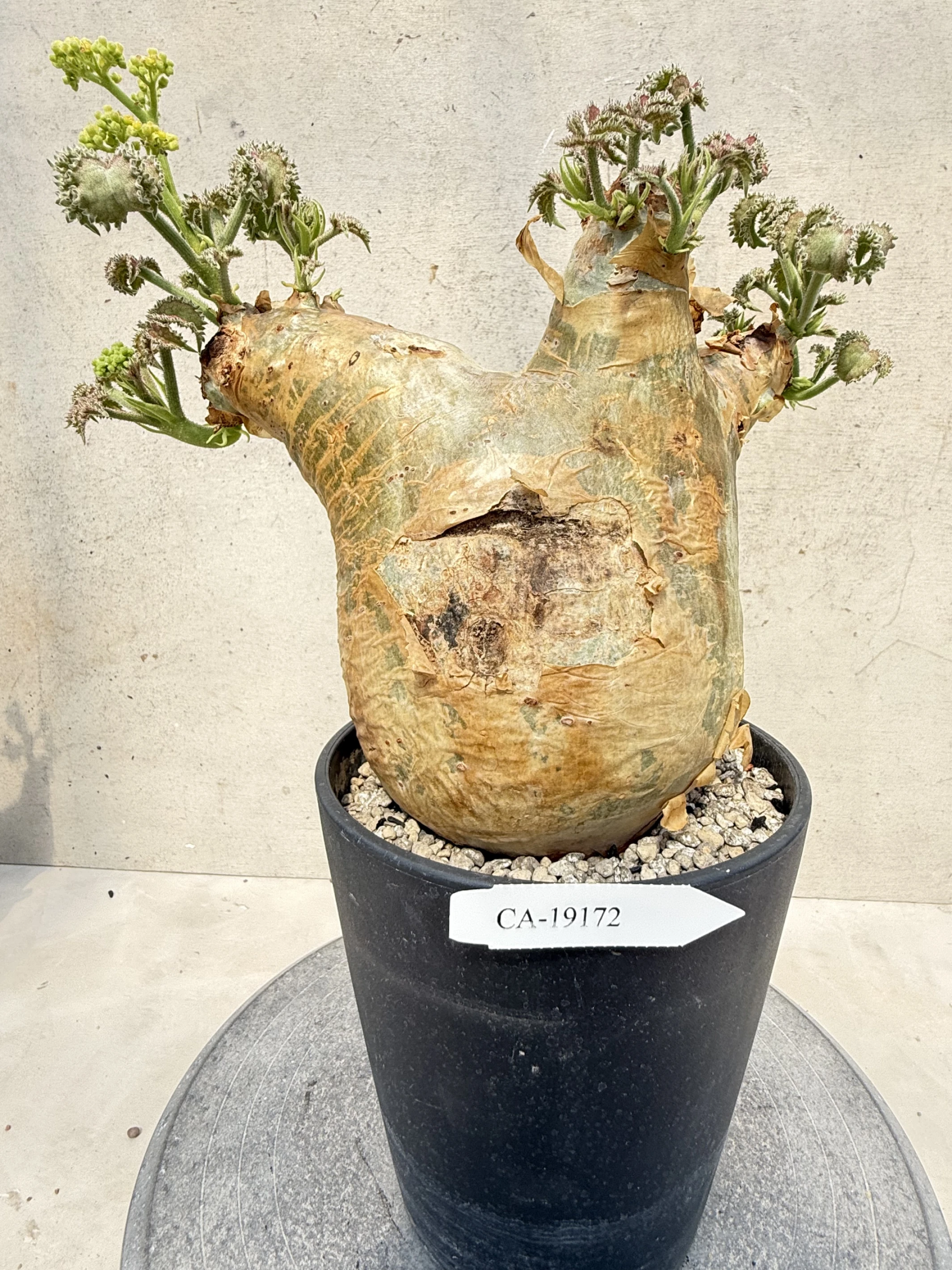 CA-19172 安哥拉葡萄甕 Cyphostemma uter var. macropus 2026-09-15