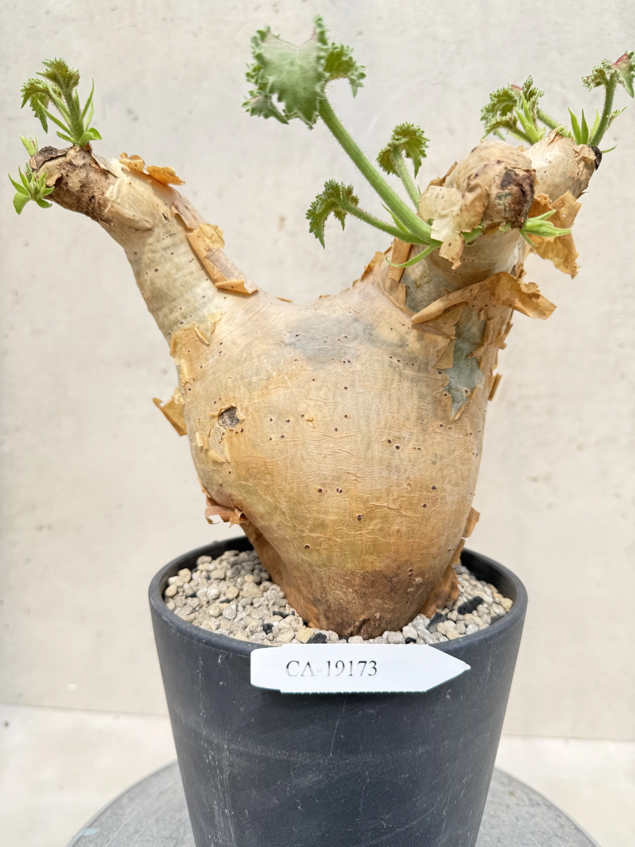 CA-19173 安哥拉葡萄甕 Cyphostemma uter var. macropus 2026-09-15