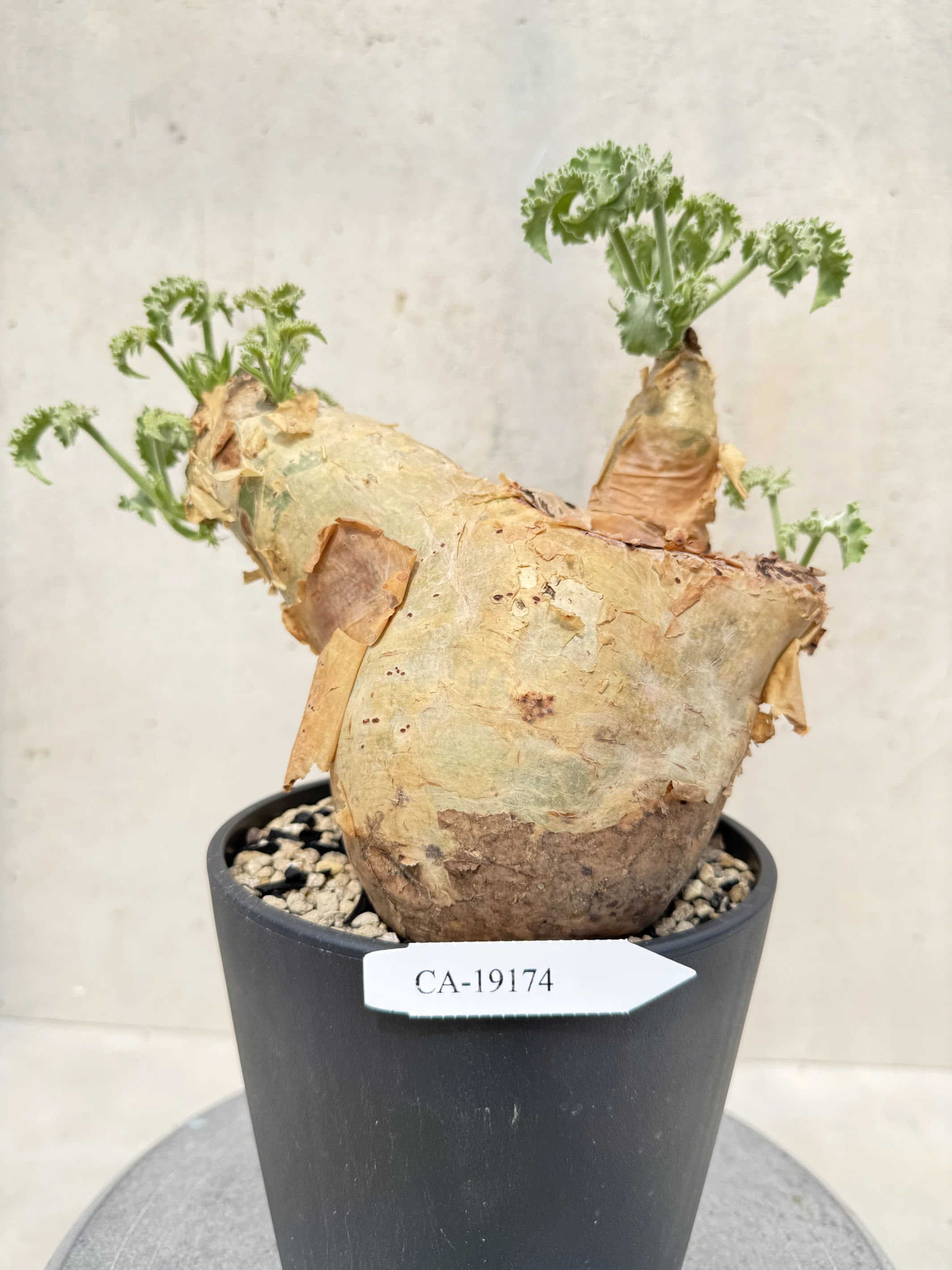 CA-19174 安哥拉葡萄甕 Cyphostemma uter var. macropus 2026-09-15